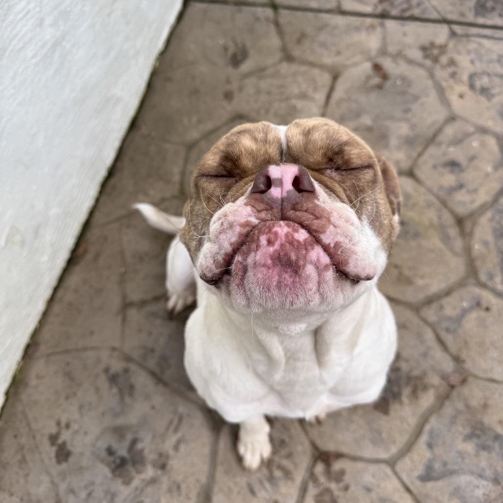 Enlarge Lady Beatrix, a Adoptable American Bulldog in Sacramento, CA image 1/6