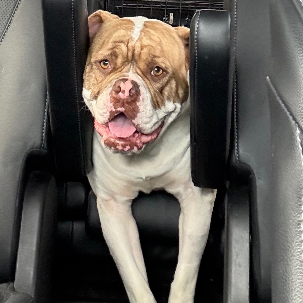 Lady Beatrix, Adoptable, Young Female American Bulldog.