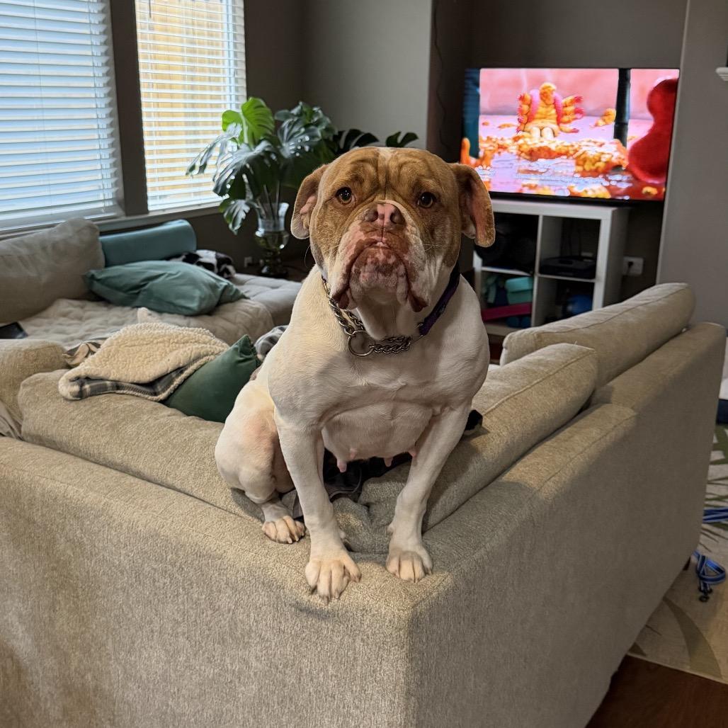 Enlarge Lady Beatrix, a Adoptable American Bulldog in Sacramento, CA image 2/6