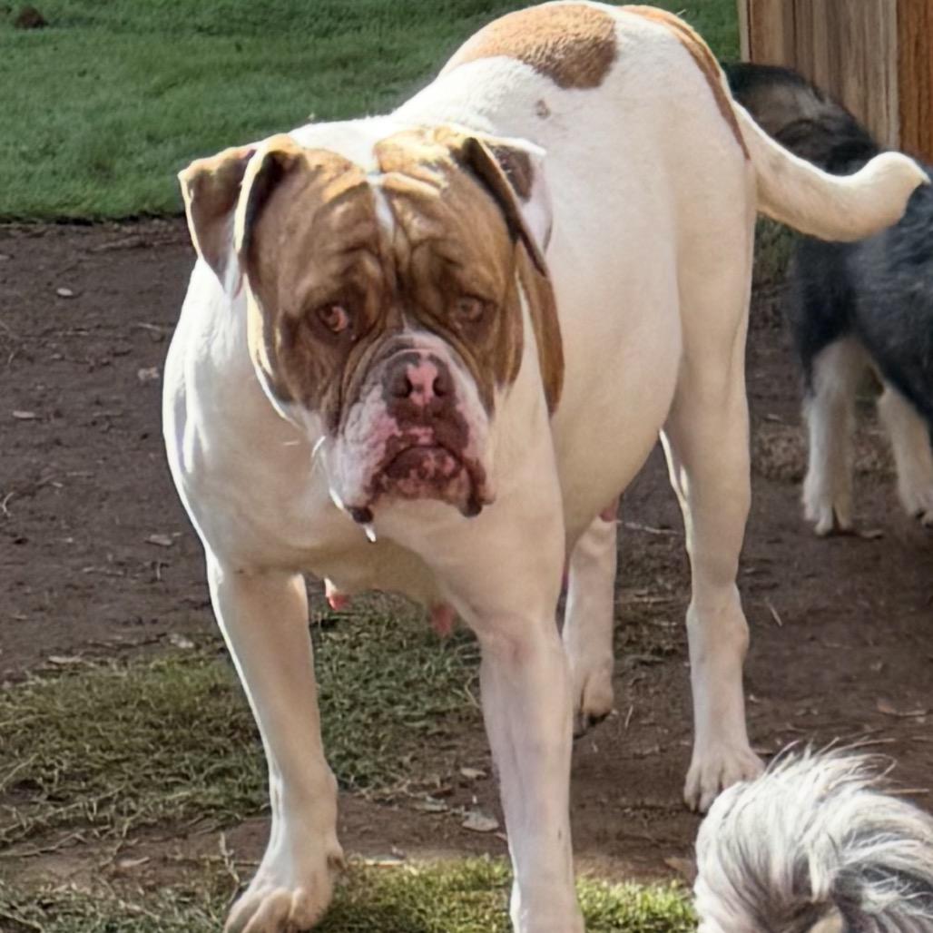 Enlarge Lady Beatrix (Mama), a Adoptable American Bulldog in Sacramento, CA image 4/6