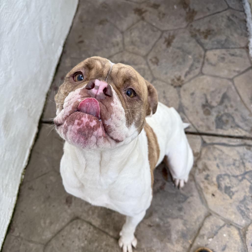 Enlarge Lady Beatrix (Mama), a Adoptable American Bulldog in Sacramento, CA image 5/6