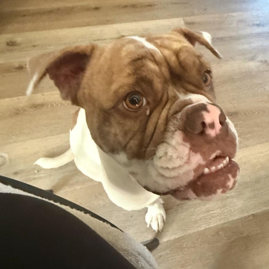 Enlarge Lady Beatrix (Mama), a Adoptable American Bulldog in Sacramento, CA image 6/6