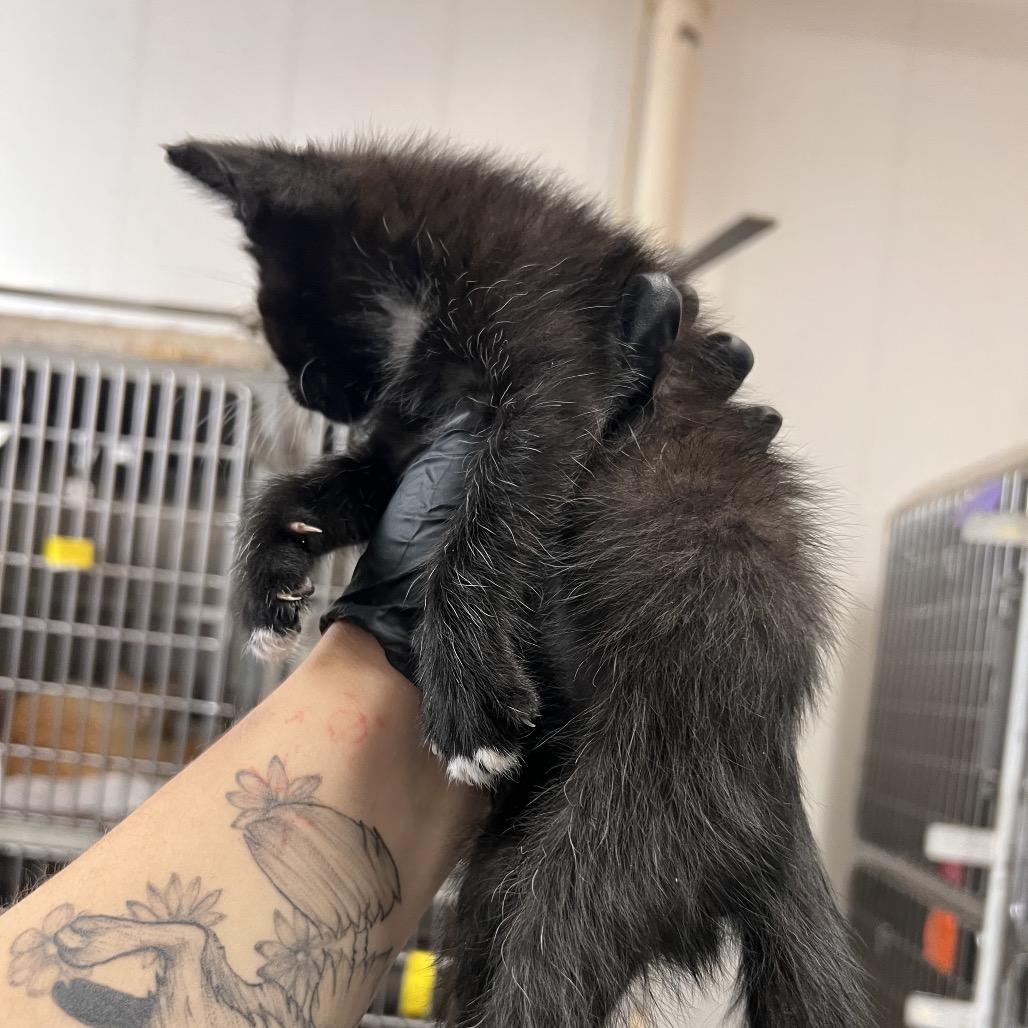 Jazz, Adoptable, Kitten Male Domestic Short Hair & Domestic Short Hair.