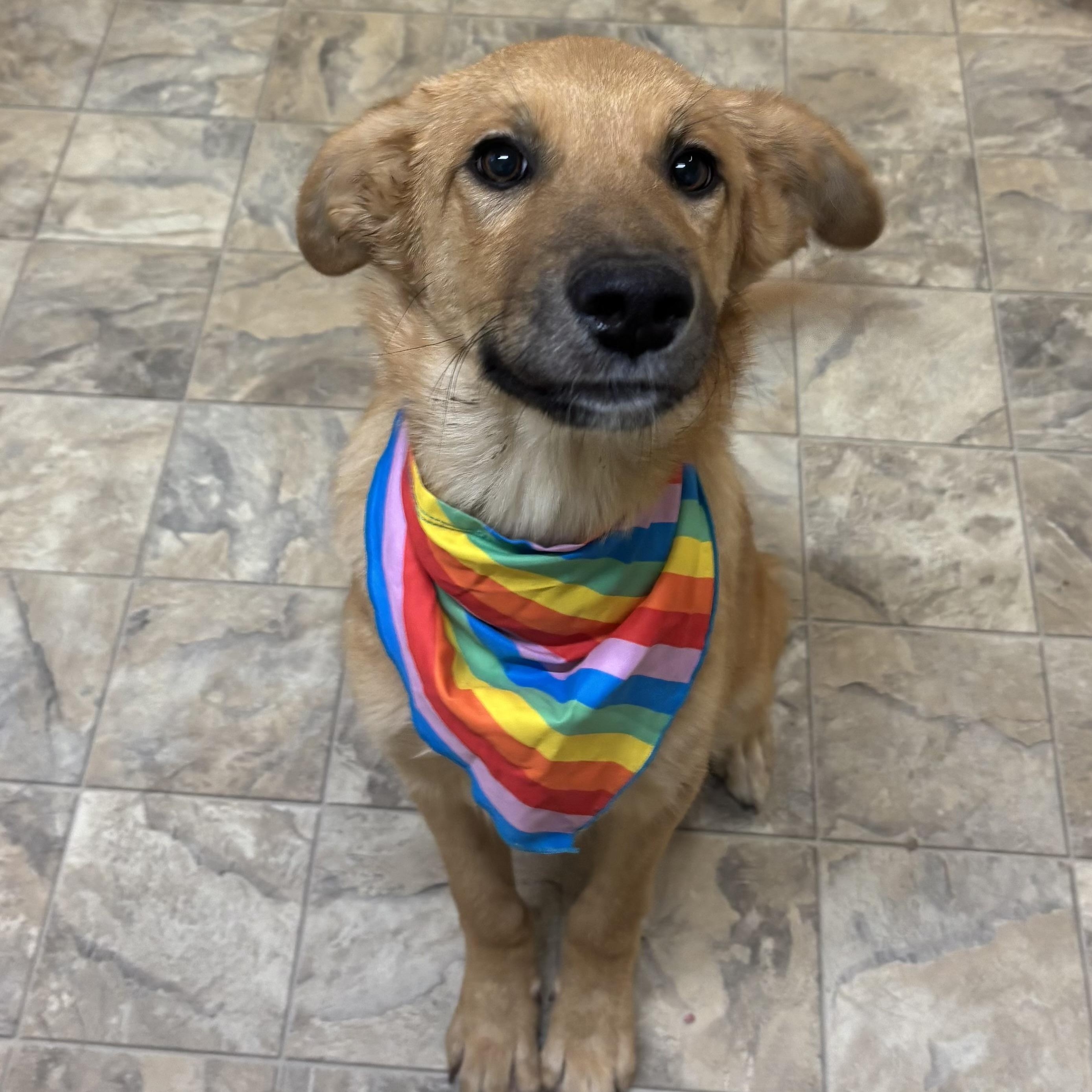 Destiny , ADOPTABLE, Young Female Shepherd.