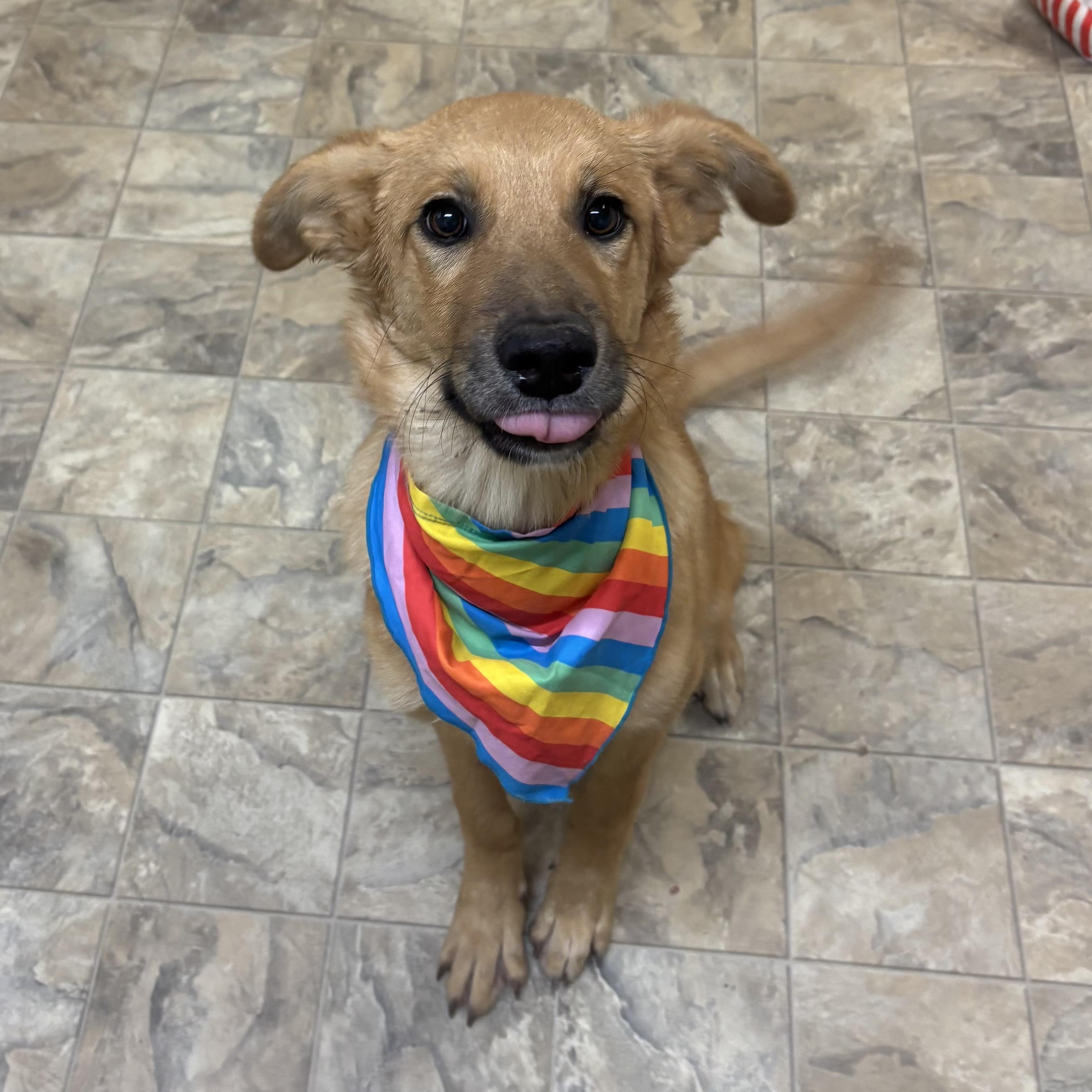 Enlarge Destiny , a ADOPTABLE mixed breed in Pilot Point, TX image 2/3