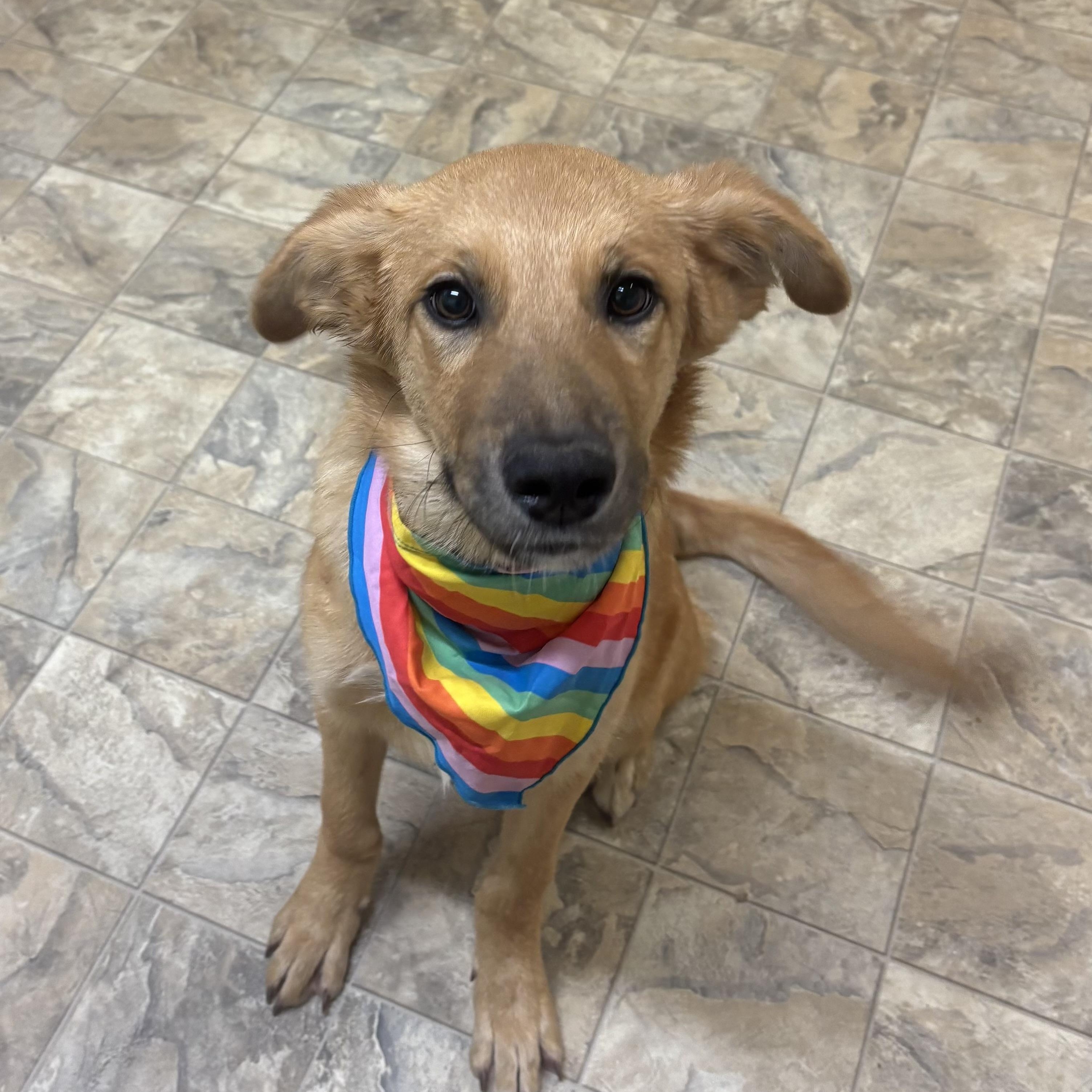Enlarge Destiny , a ADOPTABLE mixed breed in Pilot Point, TX image 3/3