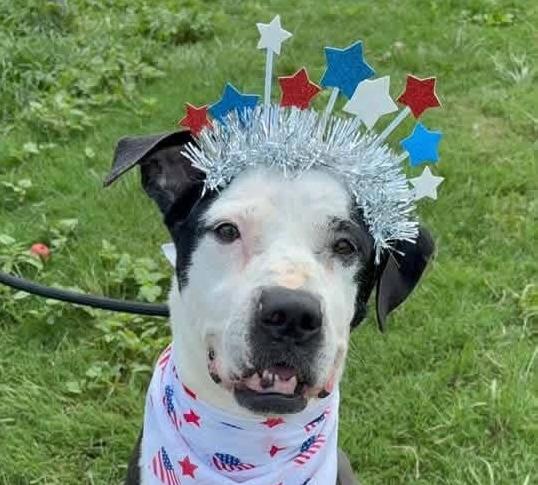 Gretta, a ADOPTABLE mixed breed in Cumming, GA image 2/5