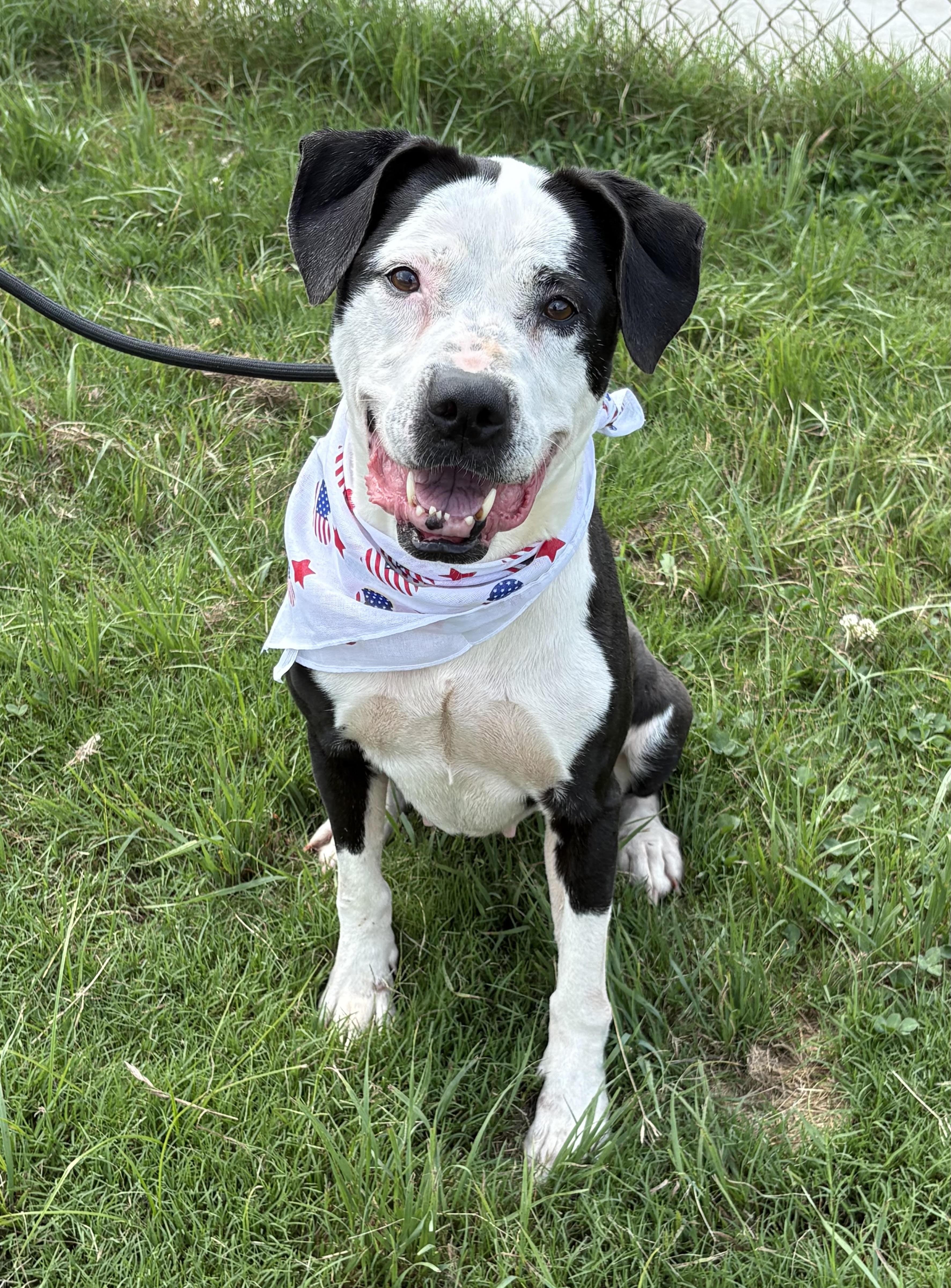 Gretta, a ADOPTABLE mixed breed in Cumming, GA image 3/5