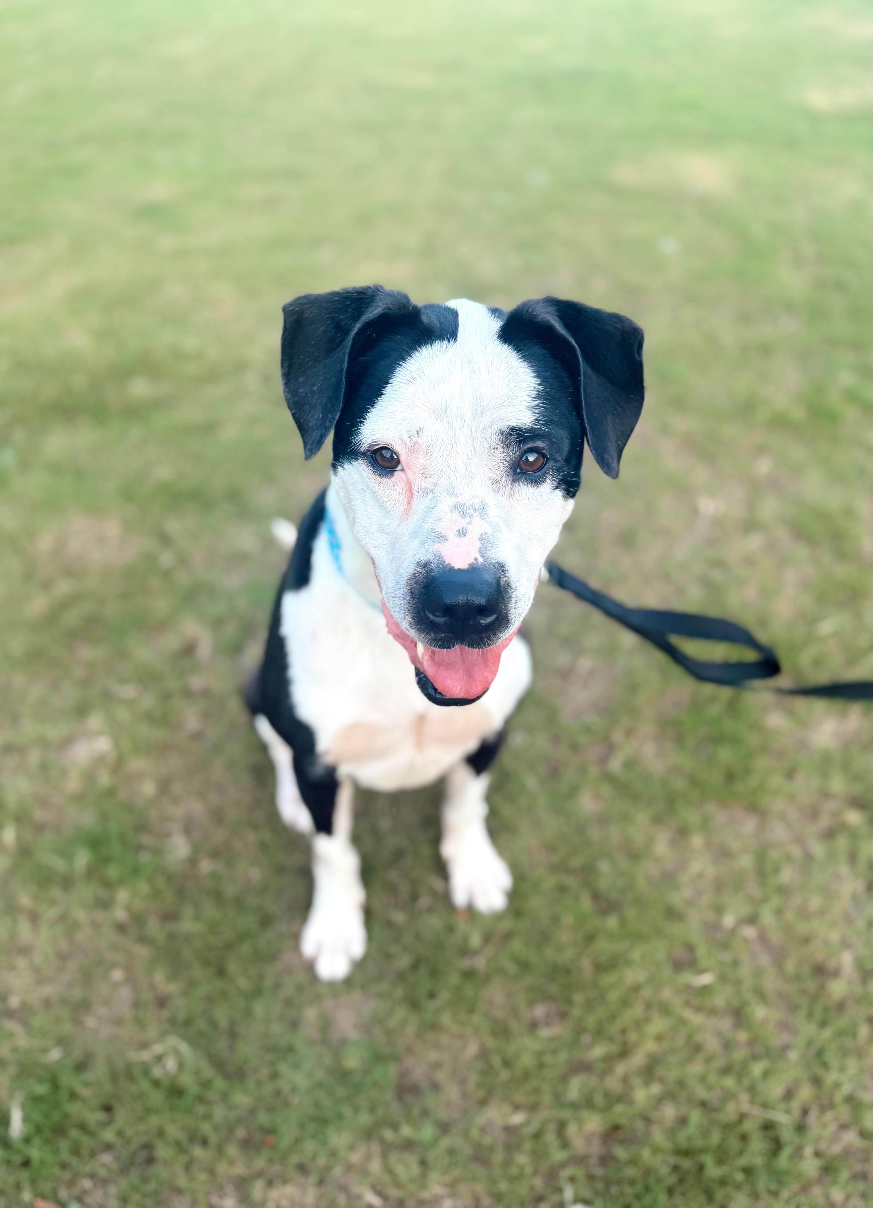 Gretta, a ADOPTABLE mixed breed in Cumming, GA image 1/5