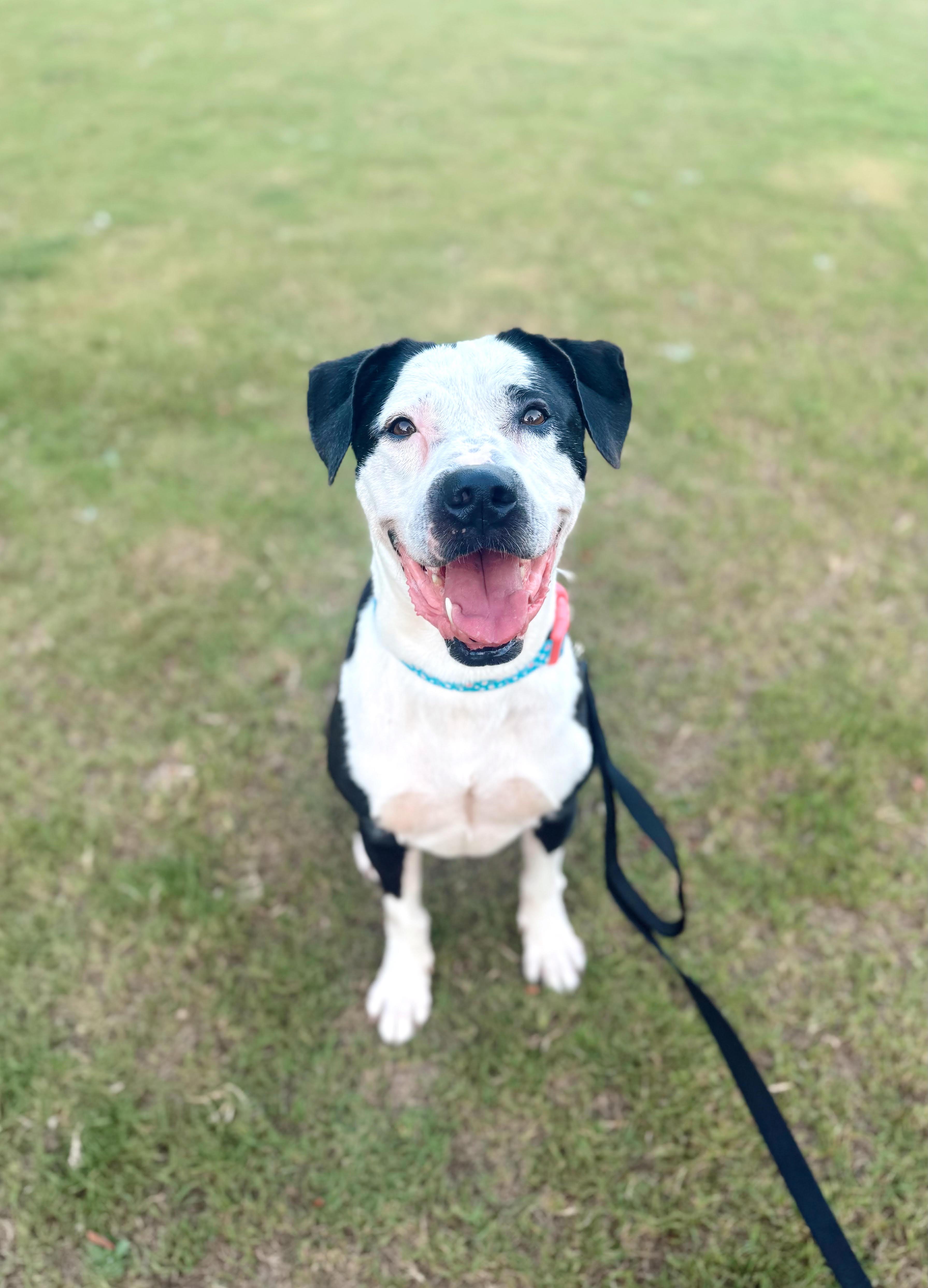 Gretta, a ADOPTABLE mixed breed in Cumming, GA image 4/5