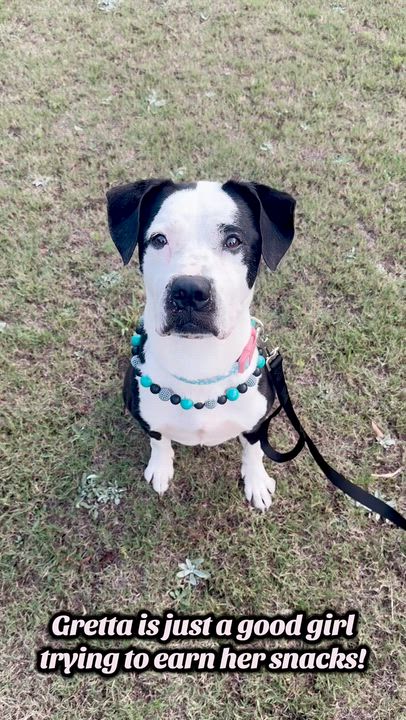 Enlarge Gretta, a ADOPTABLE mixed breed in Cumming, GA video 5/5