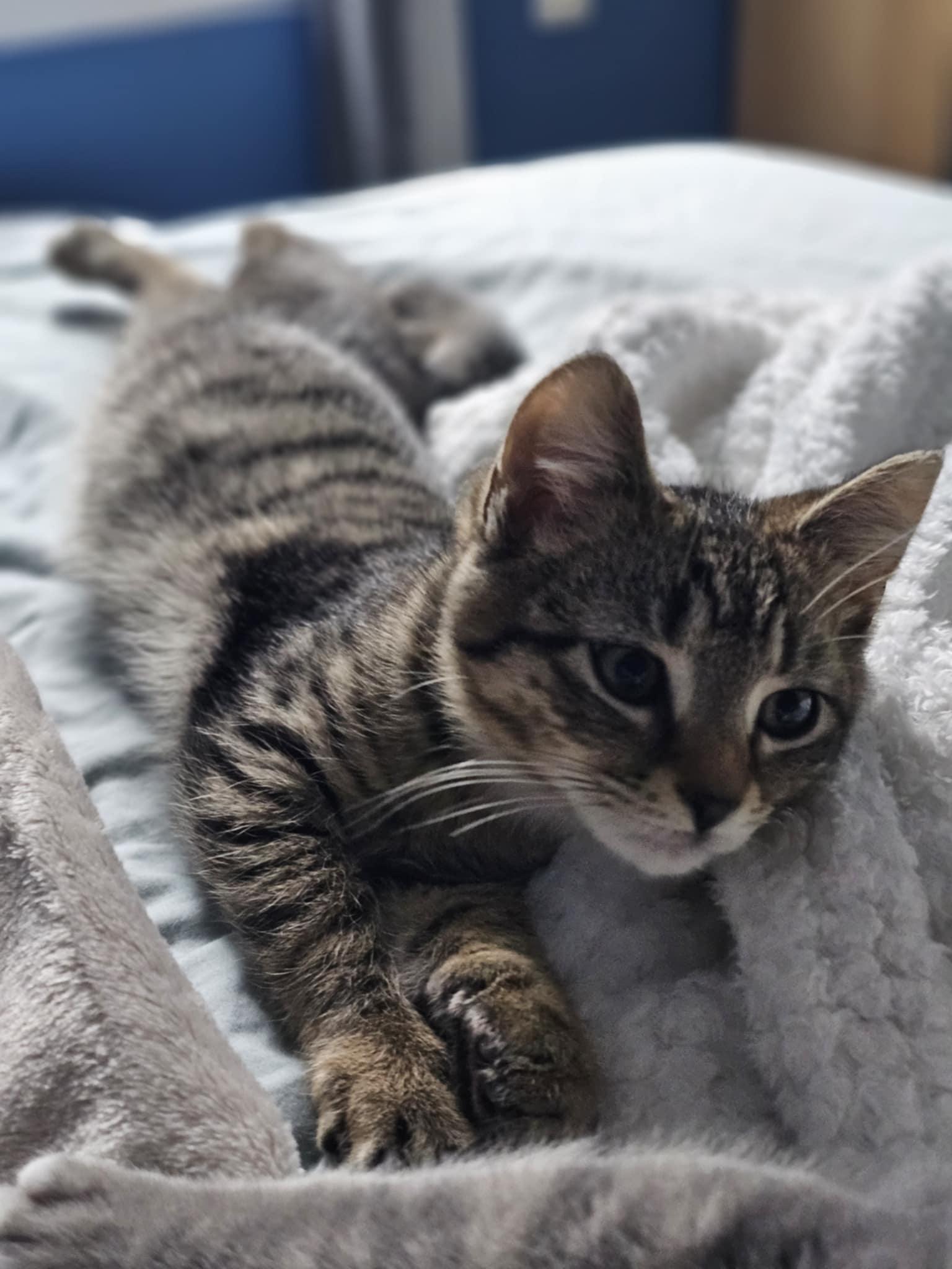 Buttercup, Adoptable, Kitten Male Domestic Short Hair.