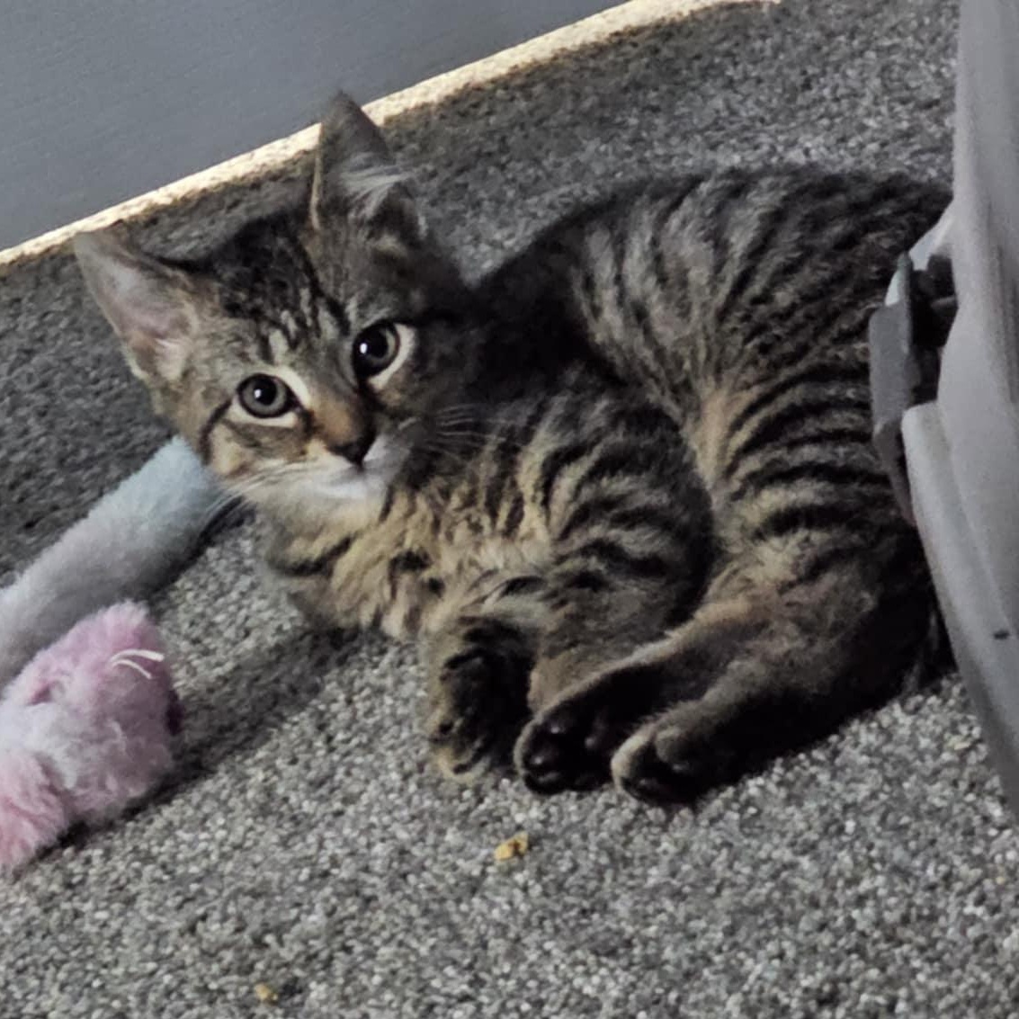 Enlarge Buttercup, a Adoptable Domestic Short Hair in Baltimore, MD image 2/3