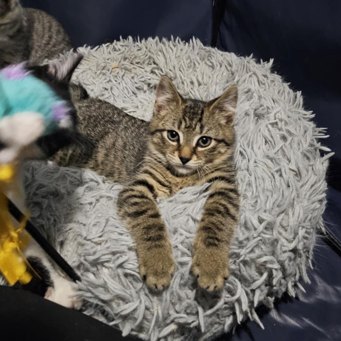 Enlarge Buttercup, a Adoptable Domestic Short Hair in Baltimore, MD image 3/3