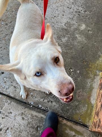 Ozzie, a Adoptable mixed breed in Oklahoma City, OK image 2/5