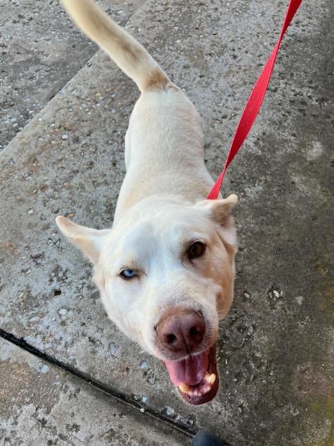 Ozzie, a Adoptable mixed breed in Oklahoma City, OK image 4/5