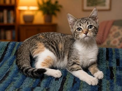 Annie, Adoptable, Young Female Domestic Short Hair & Domestic Short Hair.