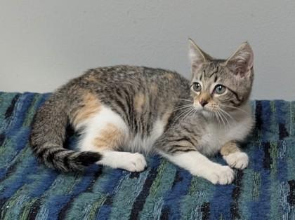 Enlarge Annie, a Adoptable mixed breed in Taylorsville, NC image 2/3
