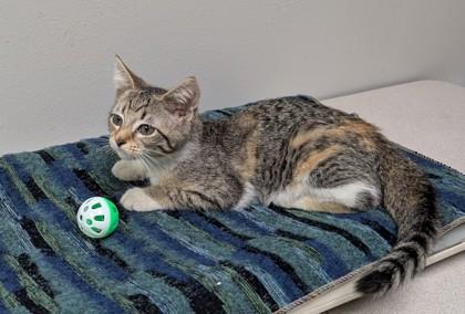 Enlarge Annie, a Adoptable mixed breed in Taylorsville, NC image 3/3