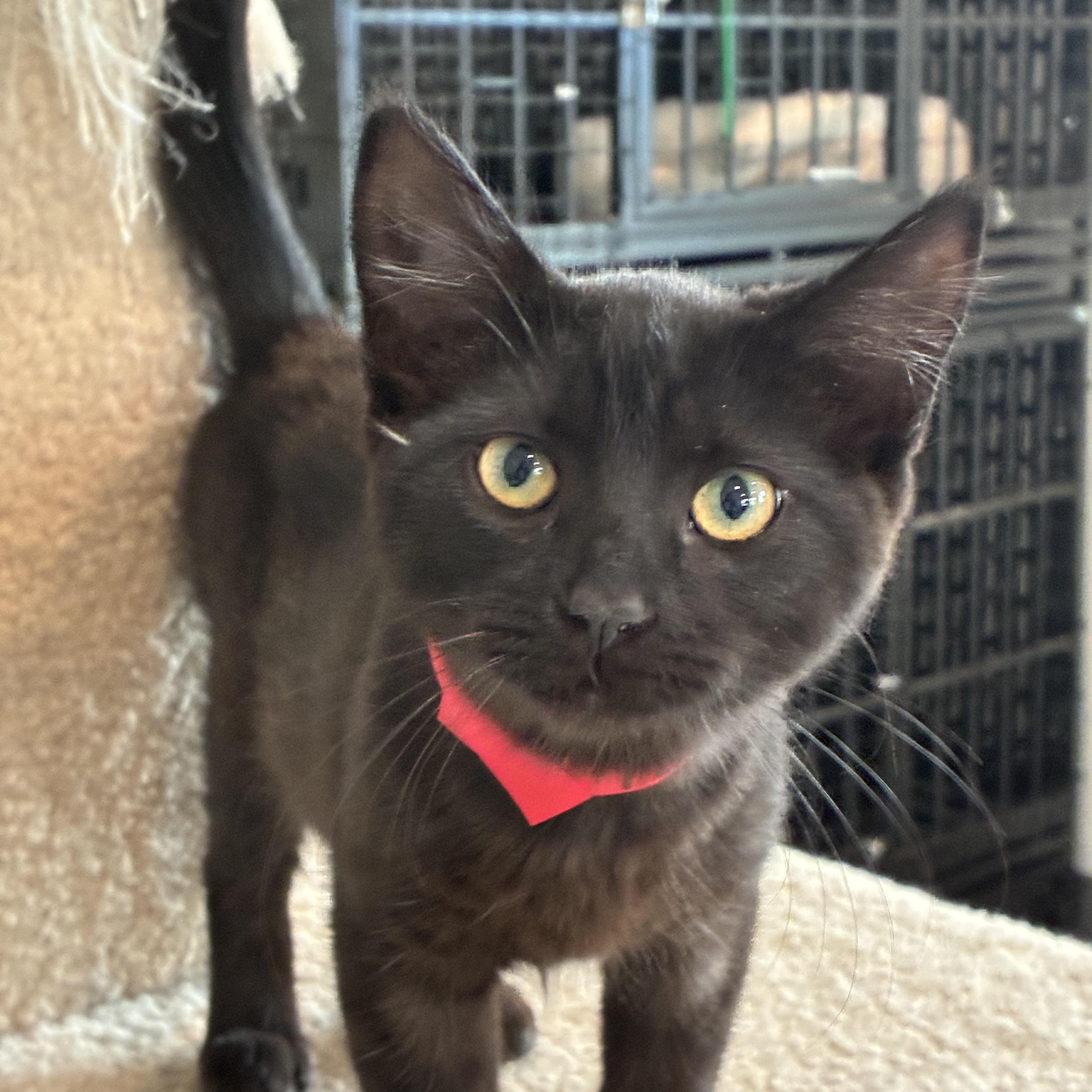 Thomasina, Adoptable, Kitten Female Domestic Short Hair.