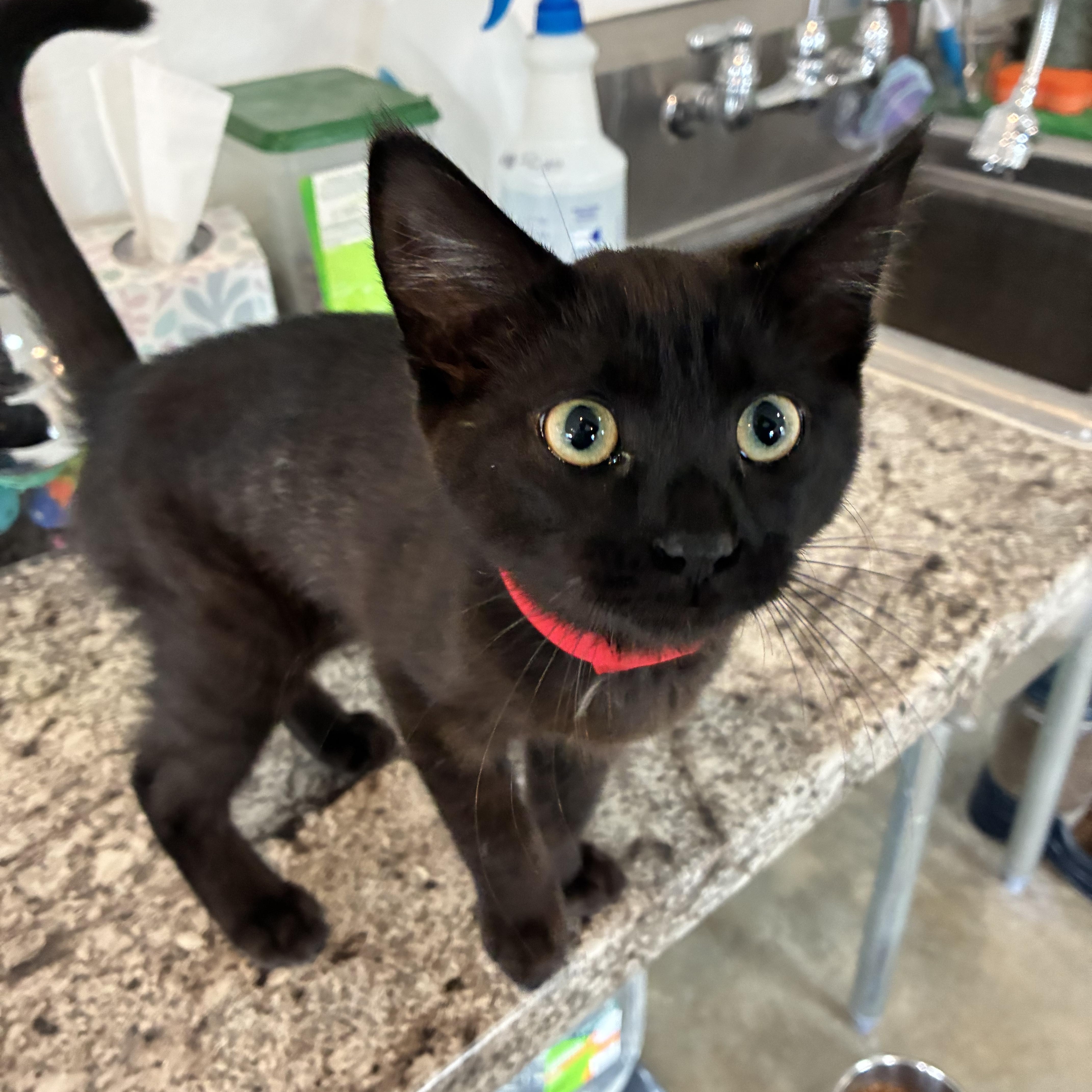 Enlarge Thomasina, a Adoptable Domestic Short Hair in Bonners Ferry, ID image 2/2