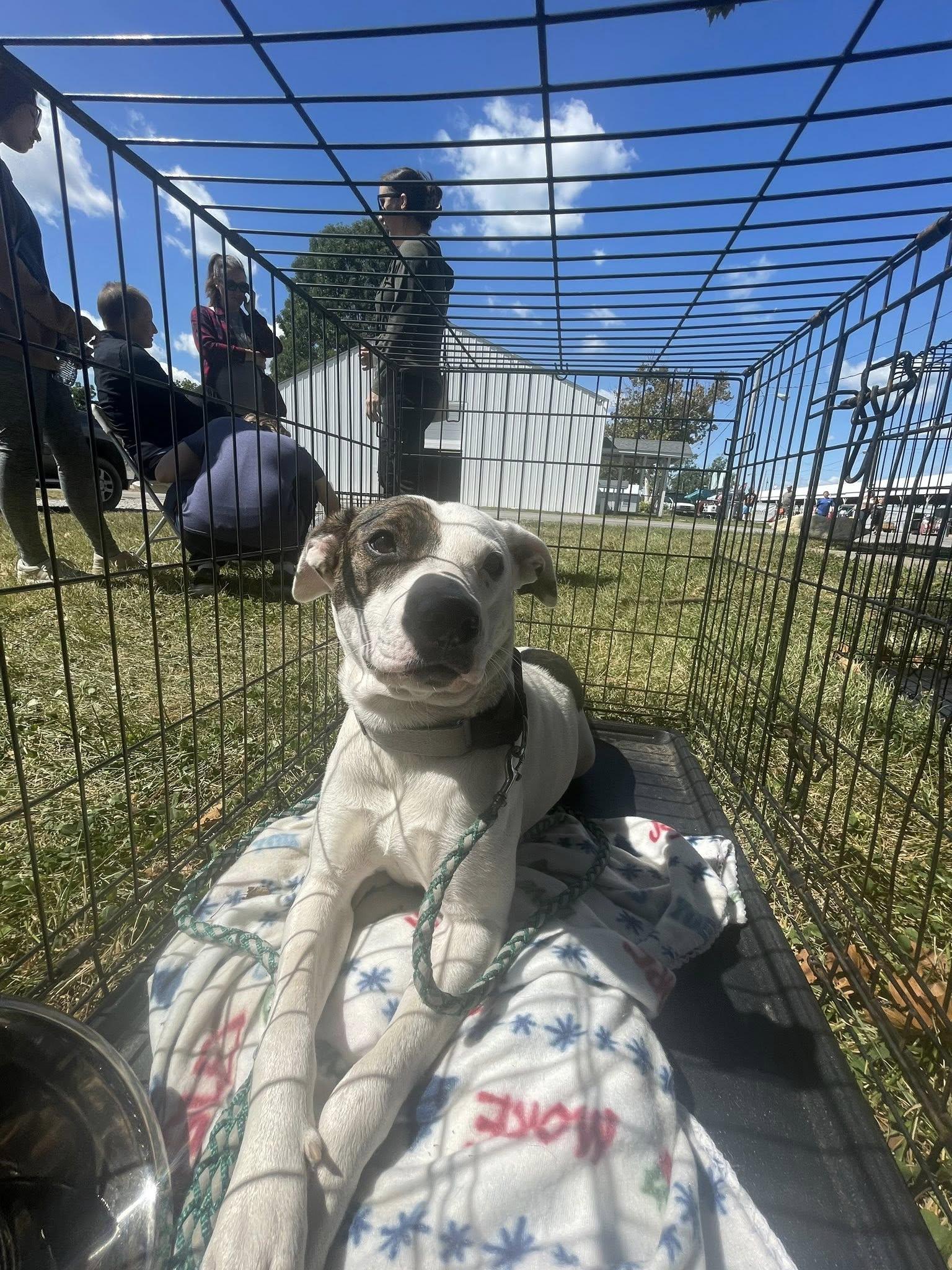 Enlarge Astrid, a Adoptable mixed breed in Terre Haute, IN image 3/3