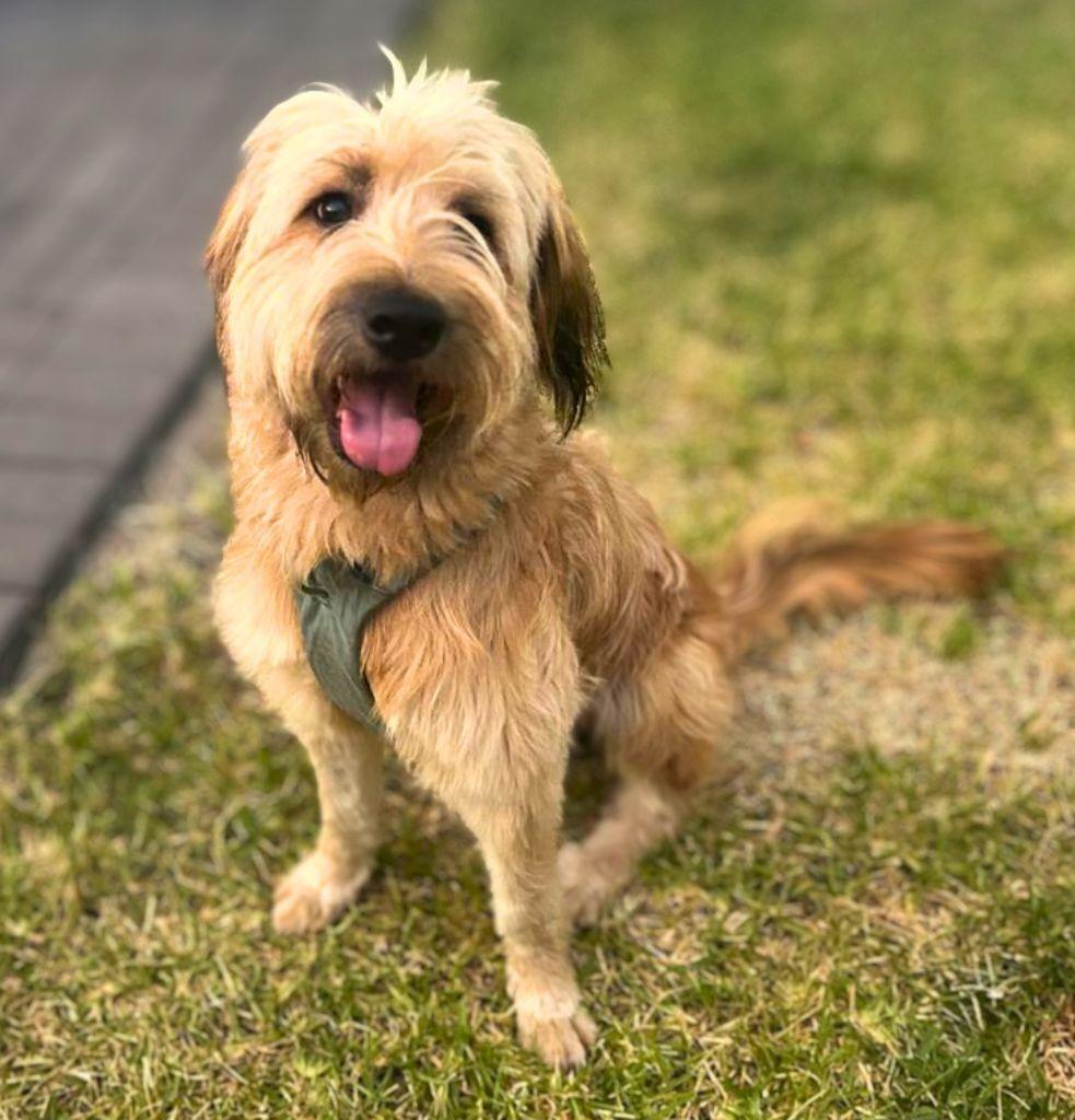 Abel, an adopted mixed breed in Garland, TX image 2/5