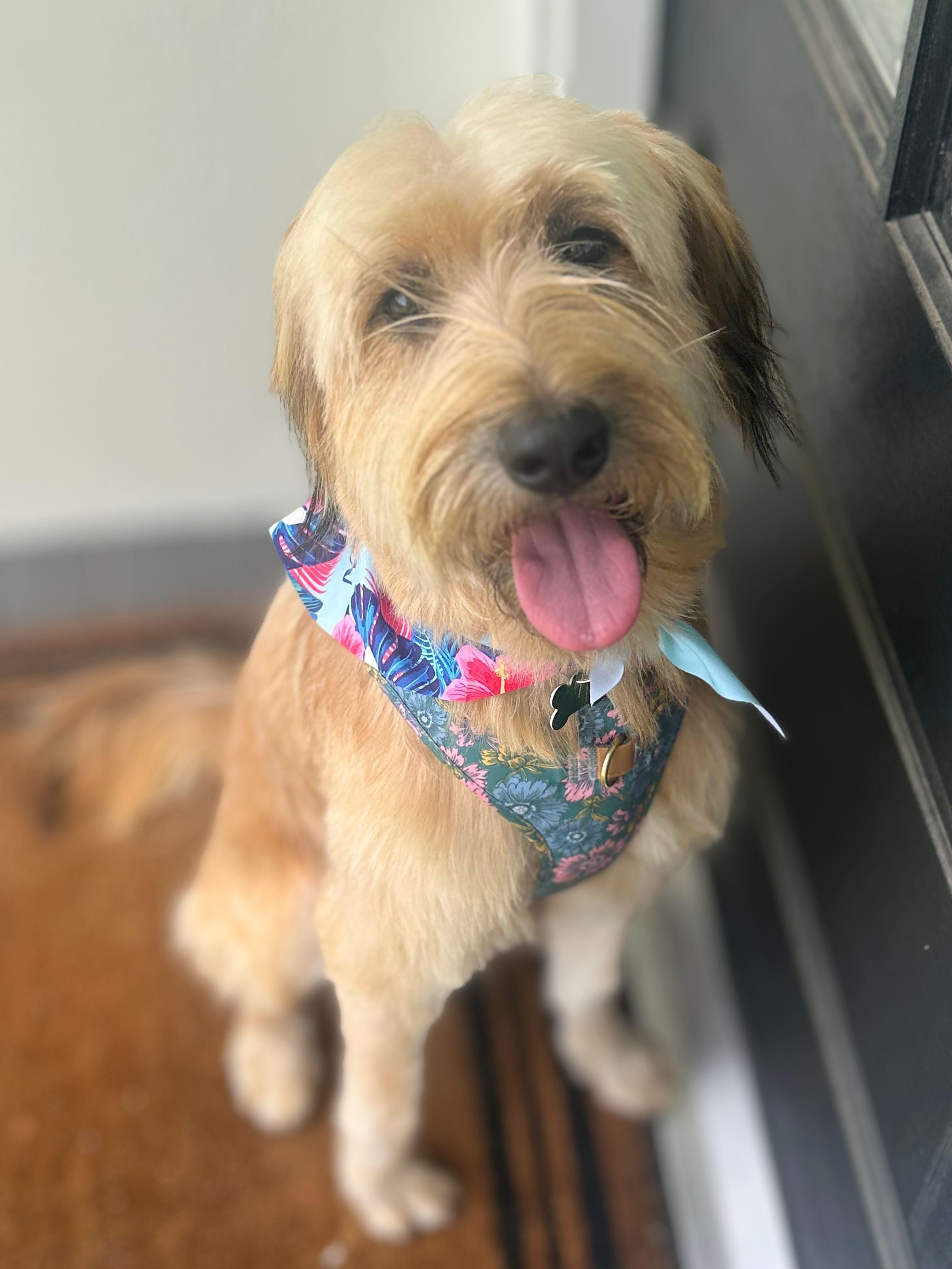 Abel, an adopted mixed breed in Garland, TX image 4/5