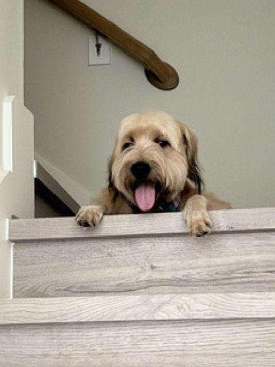 Abel, an adopted mixed breed in Garland, TX image 5/5