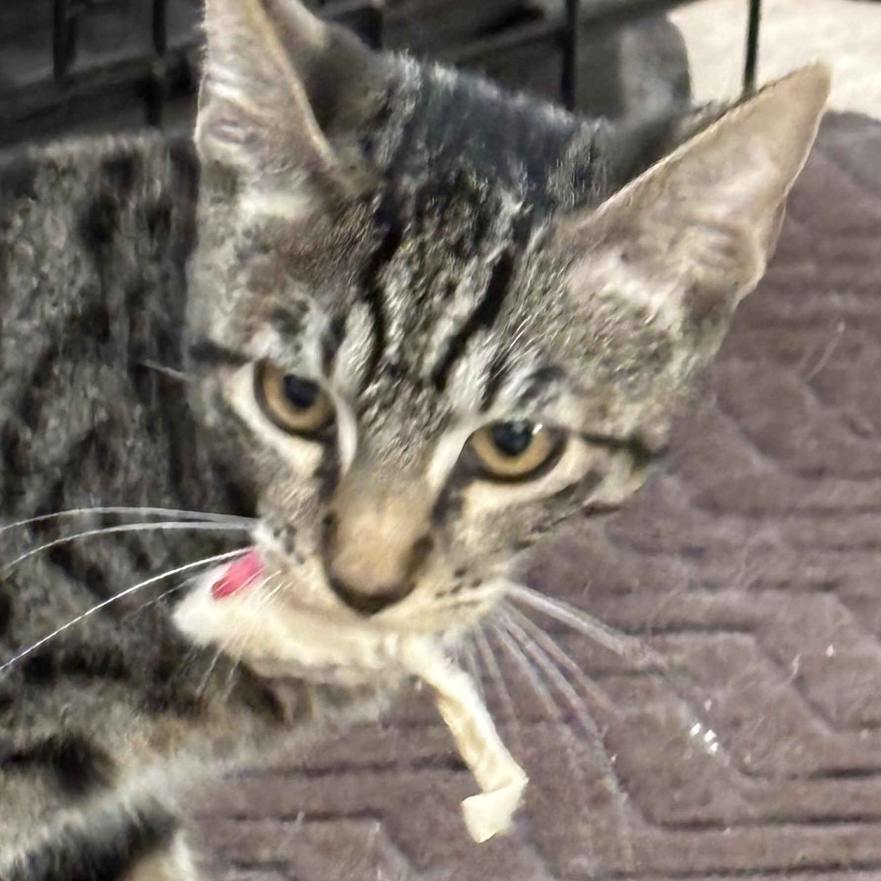 Enlarge Tiger Biggs, a Adoptable Domestic Short Hair in San Diego, CA image 2/2