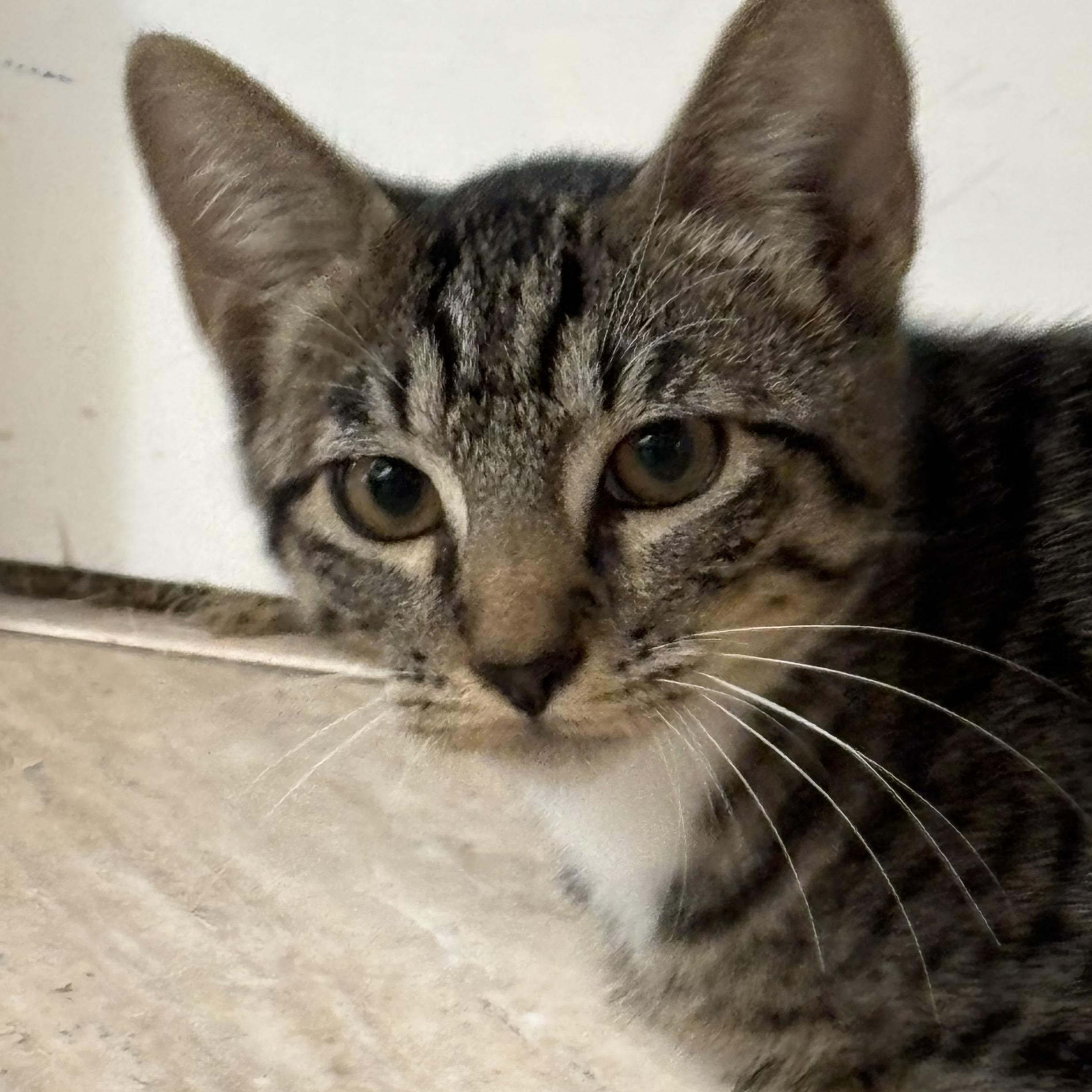 Enlarge Tiger Biggs, a Adoptable Domestic Short Hair in San Diego, CA image 1/2