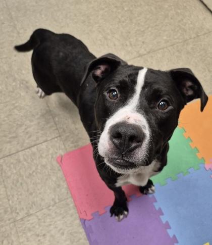 Enlarge Skunk, a Adopted Mixed Breed in Hamilton, OH image 5/5