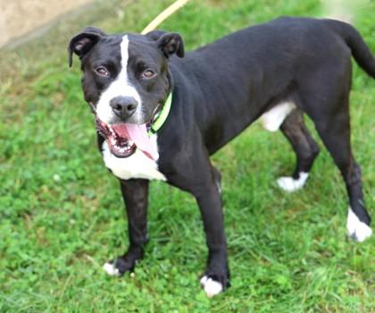 Enlarge Skunk, a Adopted Mixed Breed in Hamilton, OH image 2/5