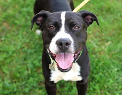 Enlarge Skunk, a Adopted Mixed Breed in Hamilton, OH image 3/5