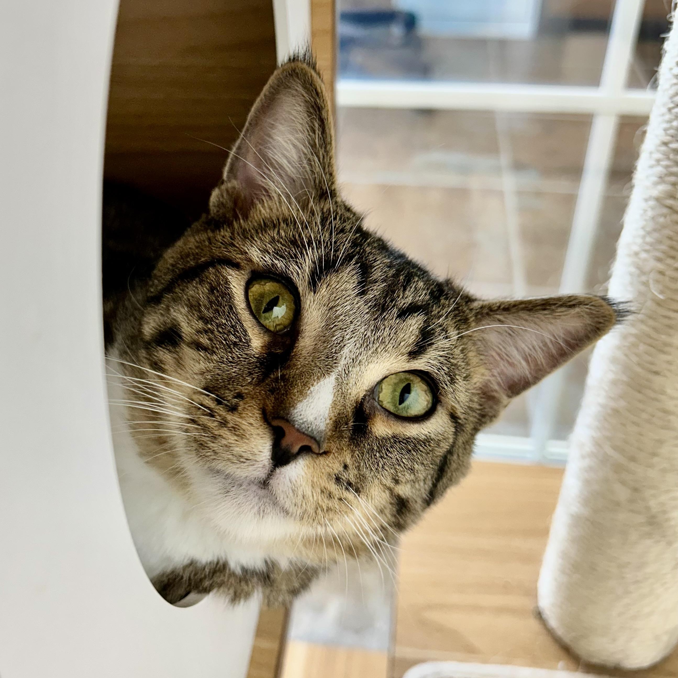 Enlarge Bono, a Adoptable Tabby in Grand Rapids, MI image 5/6