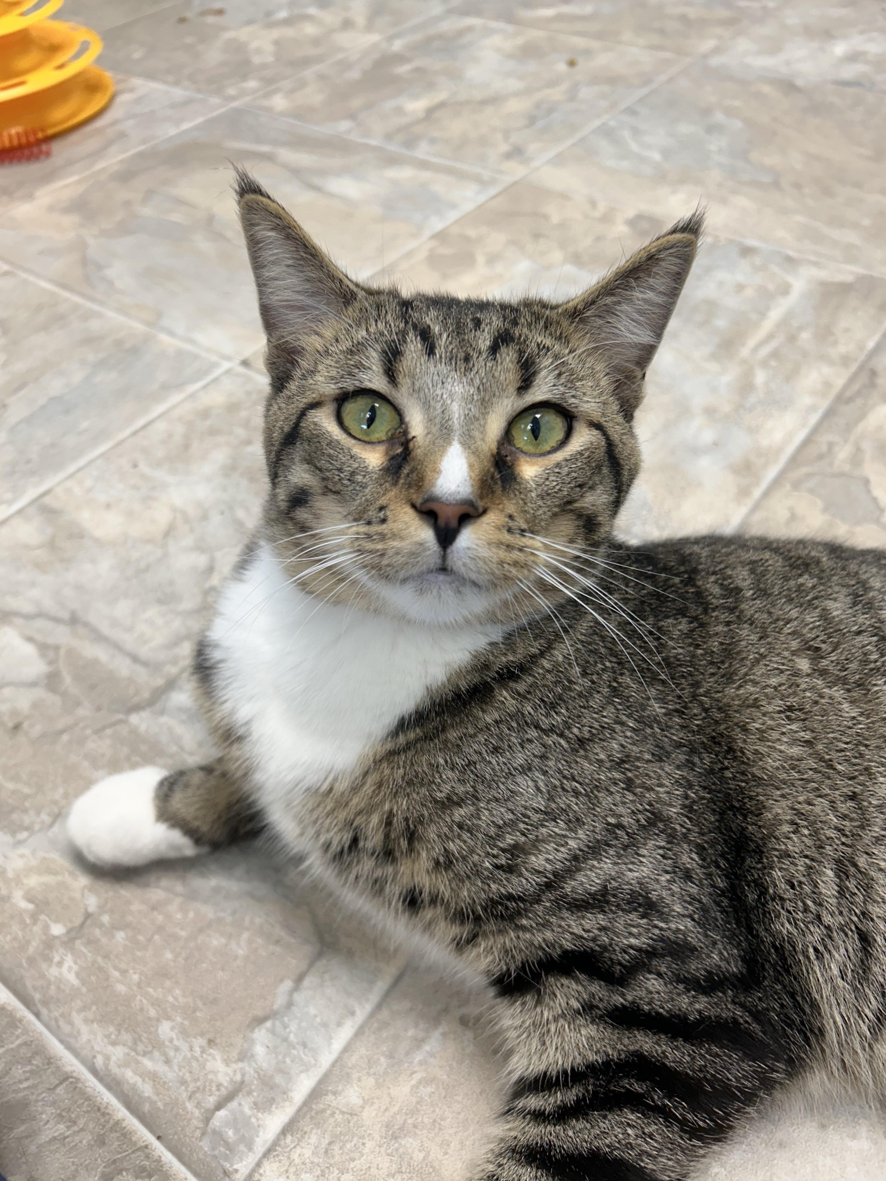 Enlarge Bono, a Adoptable Tabby in Grand Rapids, MI image 6/6
