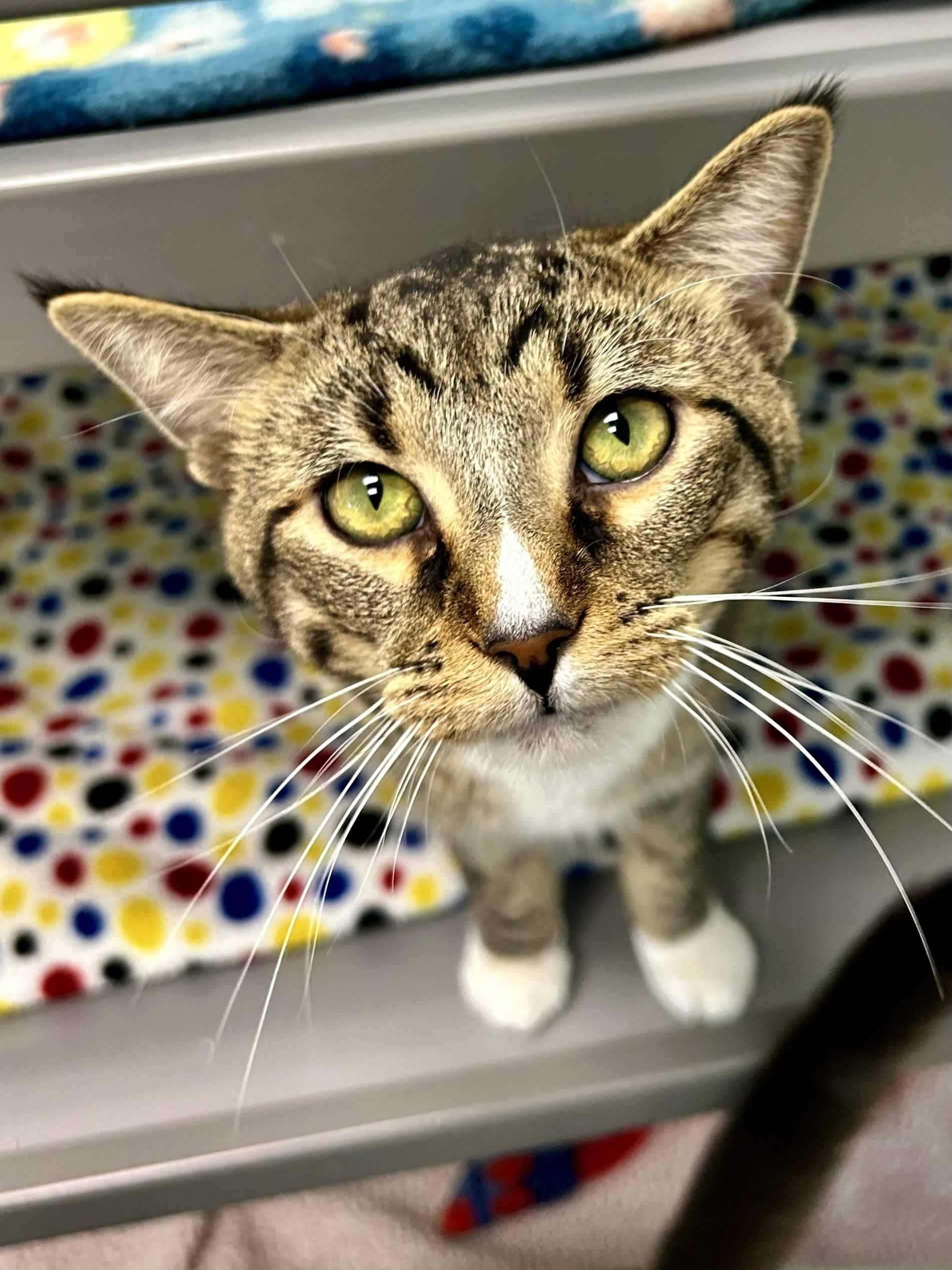Enlarge Bono, a Adoptable Tabby in Grand Rapids, MI image 2/6