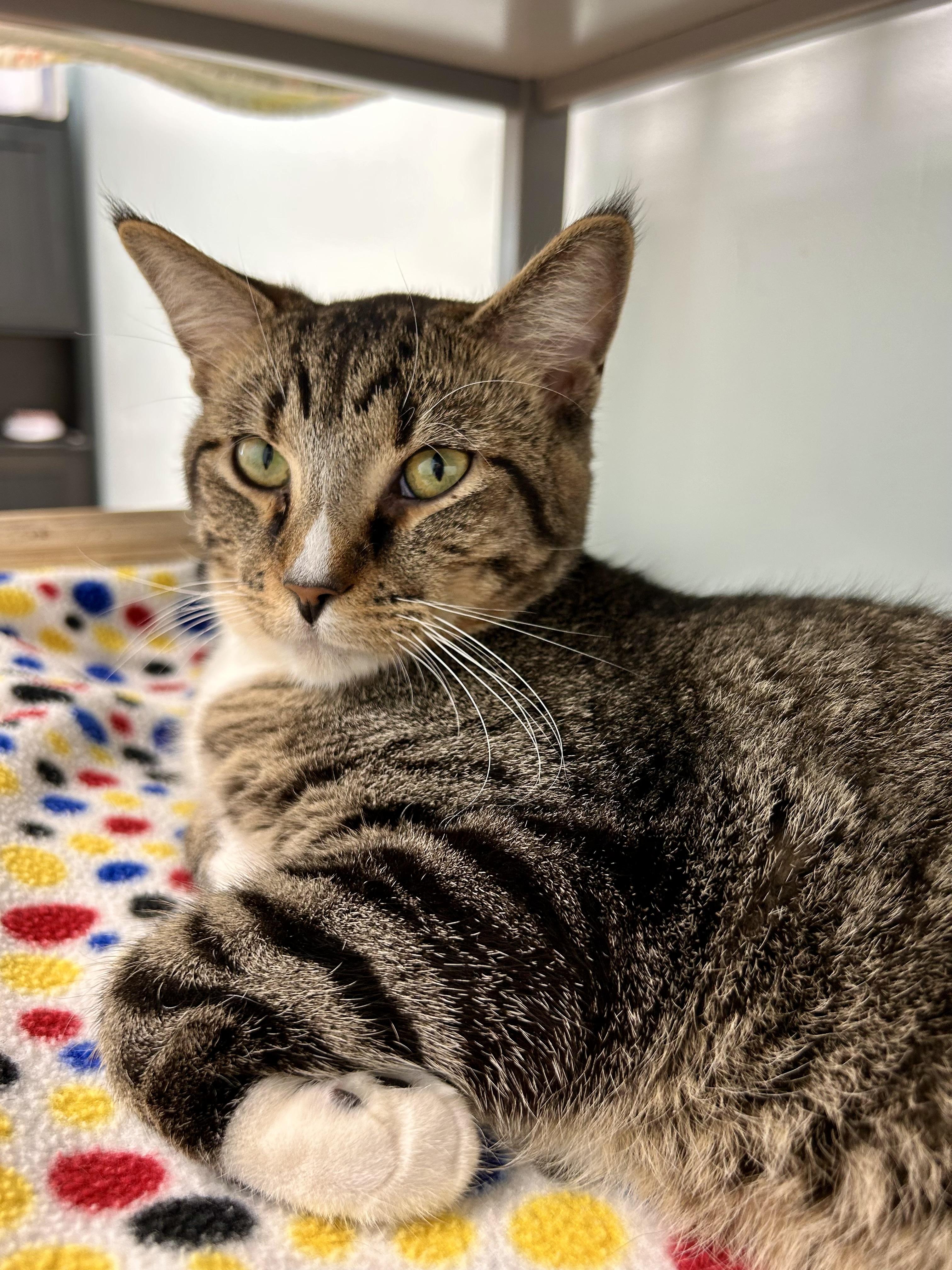 Enlarge Bono, a Adoptable Tabby in Grand Rapids, MI image 3/6