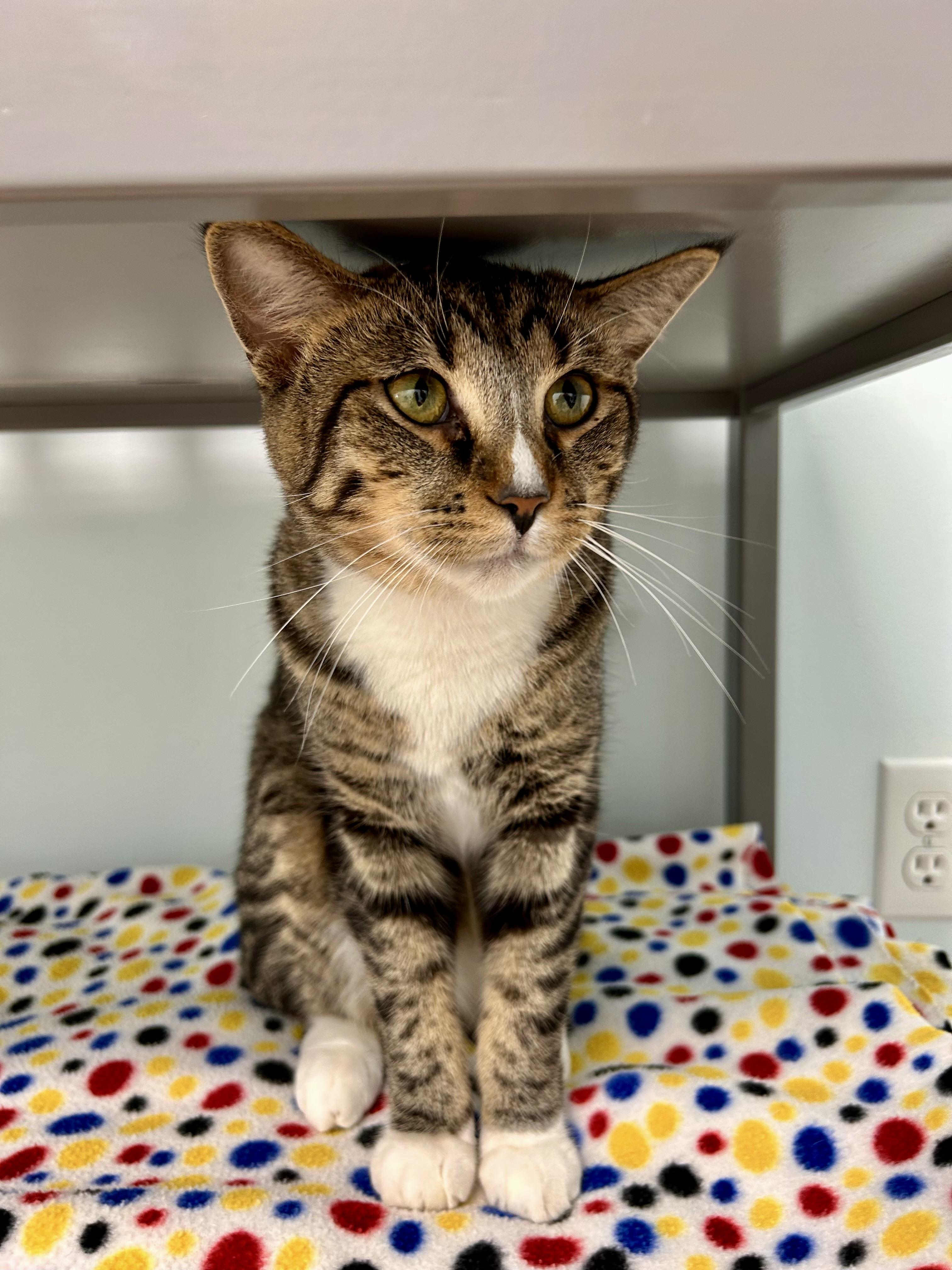 Enlarge Bono, a Adoptable Tabby in Grand Rapids, MI image 4/6