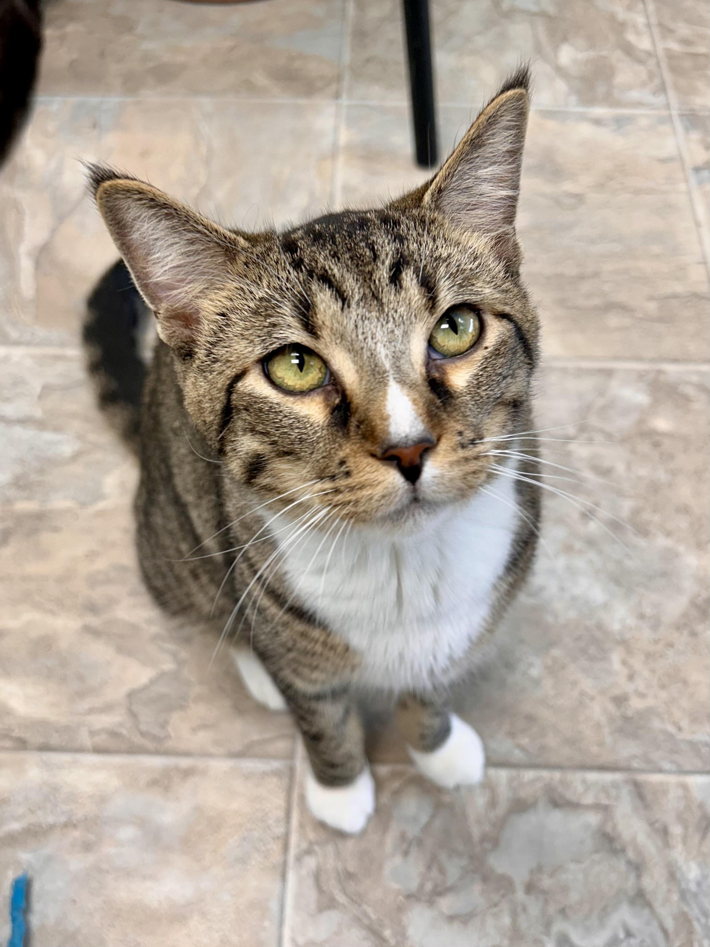 Enlarge Bono, a Adoptable Tabby in Grand Rapids, MI image 1/6