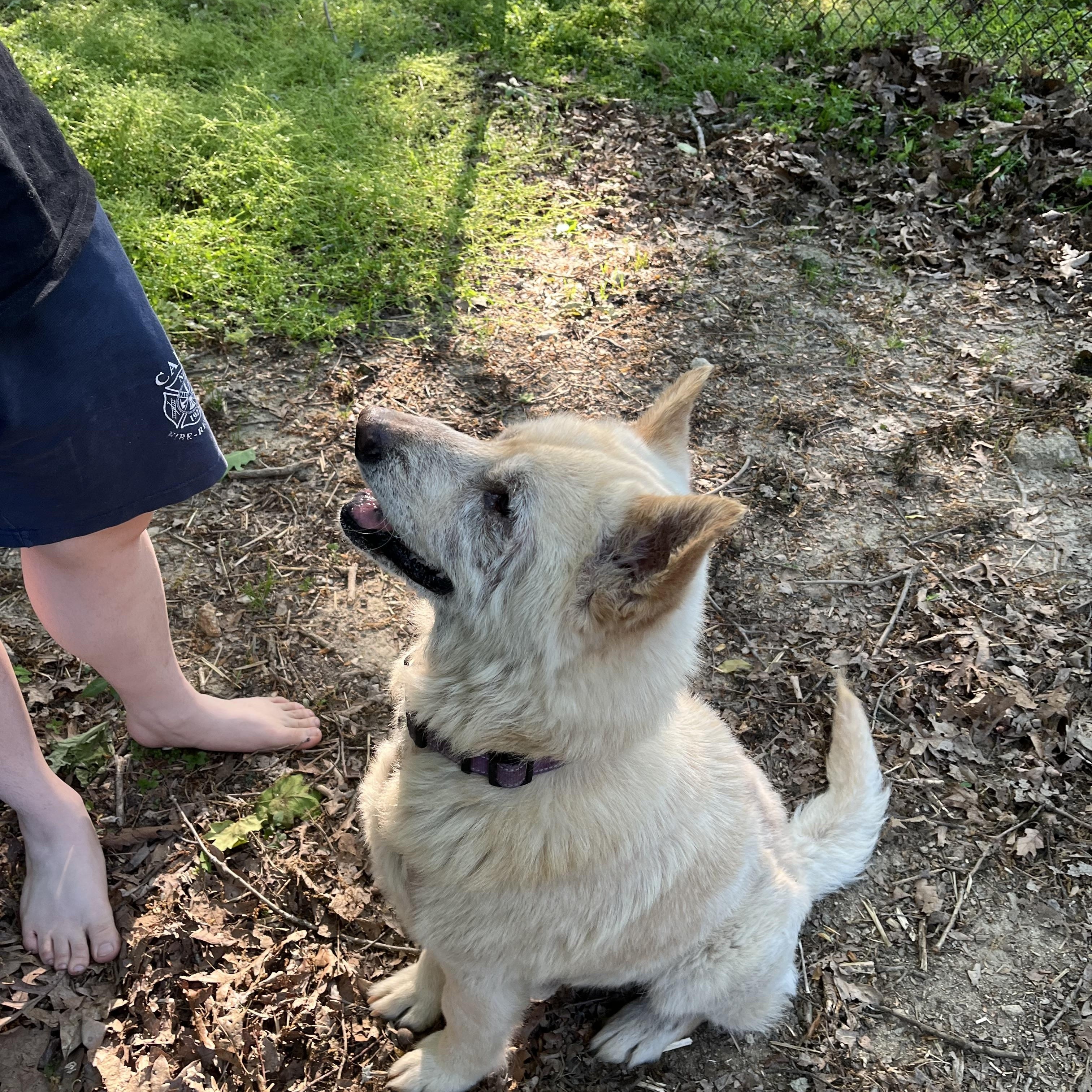 Enlarge FRANCIS , a Adoptable mixed breed in Southbridge , MA image 4/6