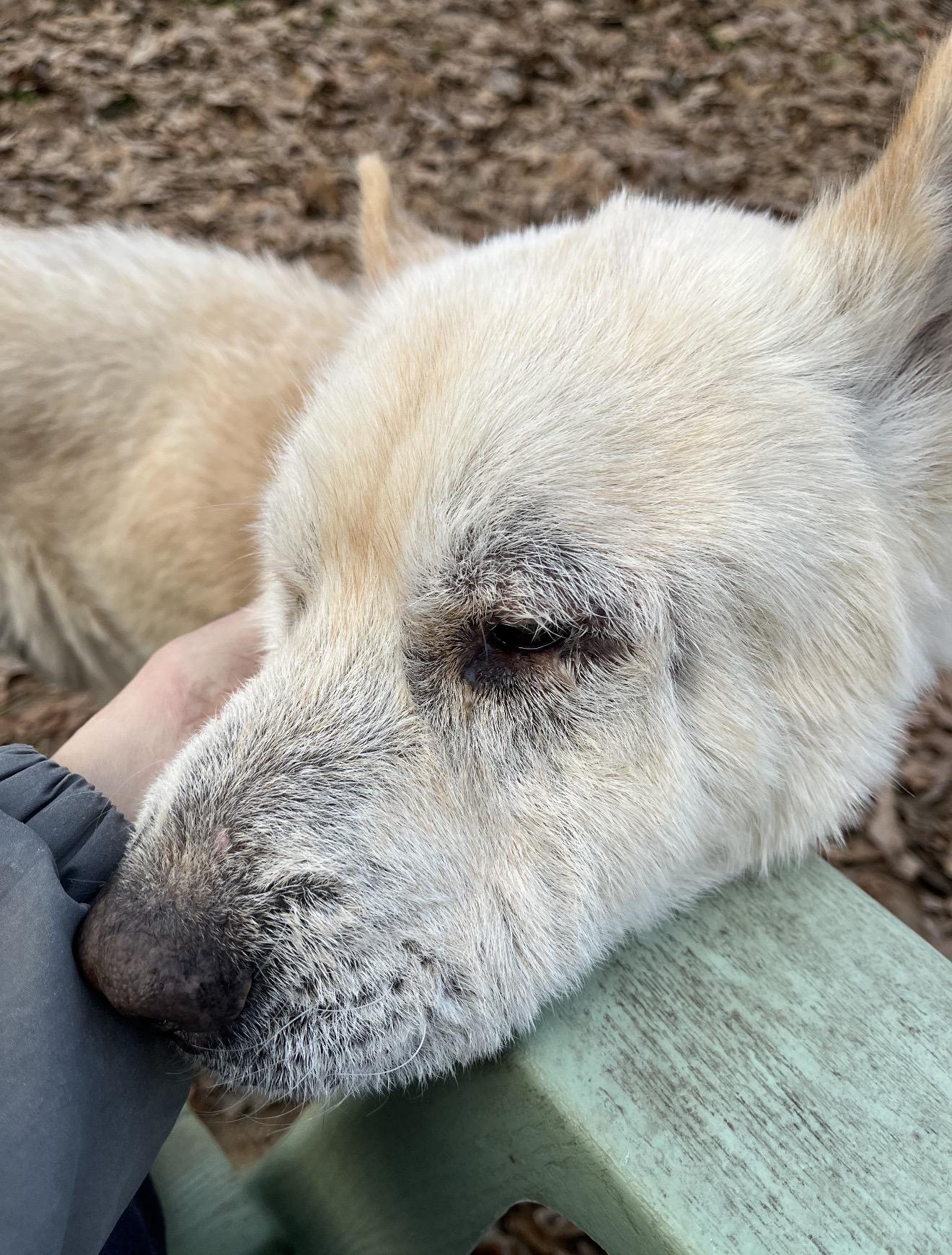 FRANCIS , Adoptable, Adult Male Chow Chow.