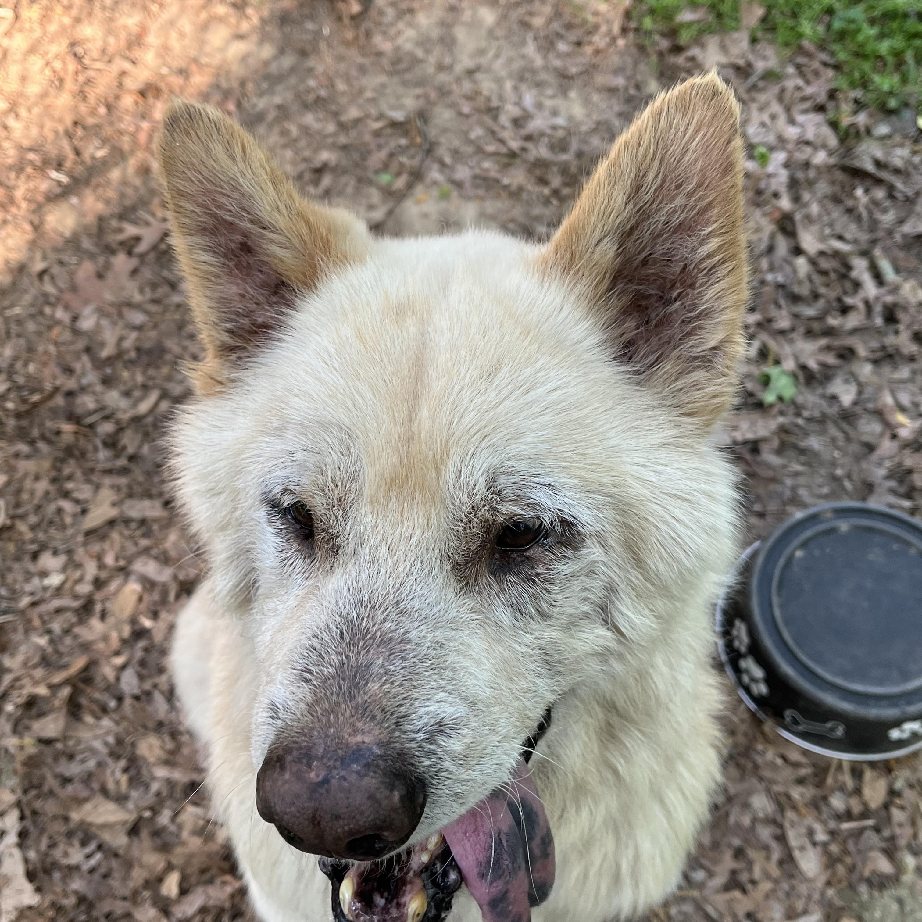 Enlarge FRANCIS , a Adoptable mixed breed in Southbridge , MA image 5/6