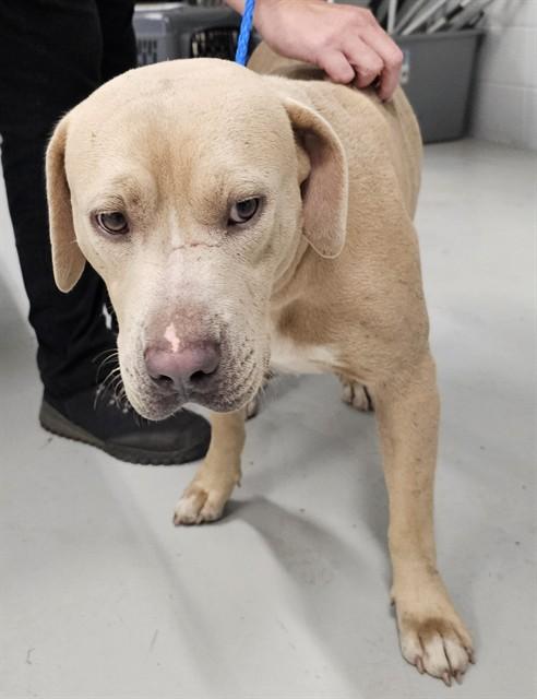 Enlarge CLAYTON, a Adoptable mixed breed in Huntsville, AL image 1/1