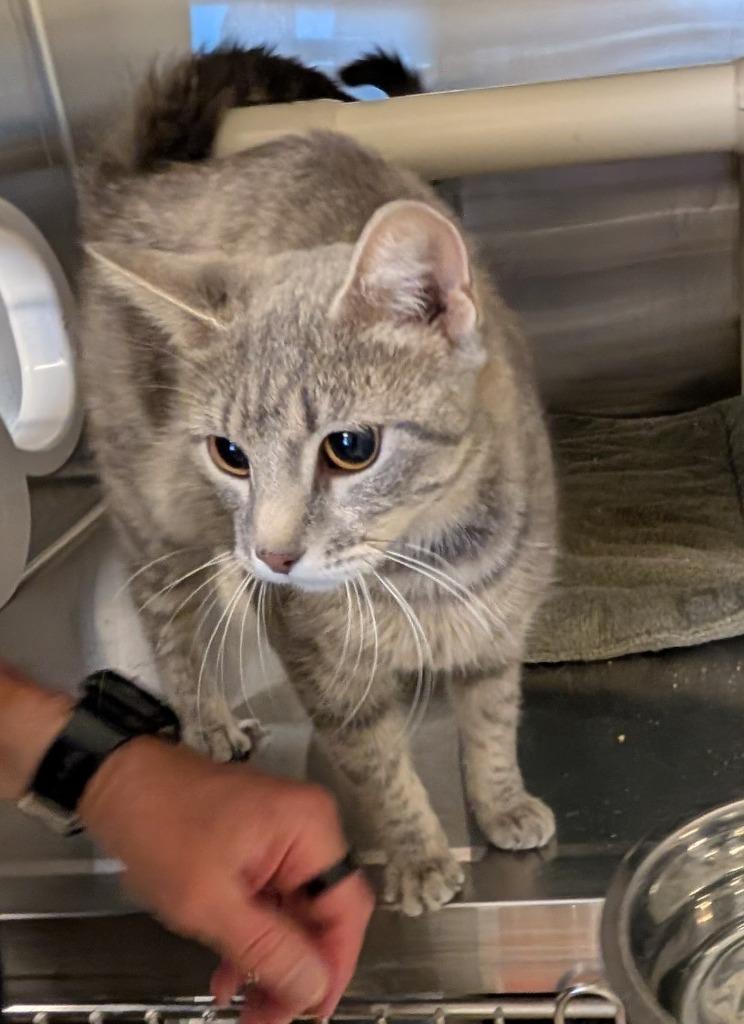 Muffin, Adoptable, Young Female Domestic Short Hair.