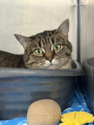 Popcorn, Adoptable, Young Female Domestic Short Hair & Domestic Short Hair.