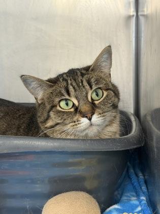 Enlarge Popcorn, a Adoptable Domestic Short Hair in Rhinelander, WI image 2/2