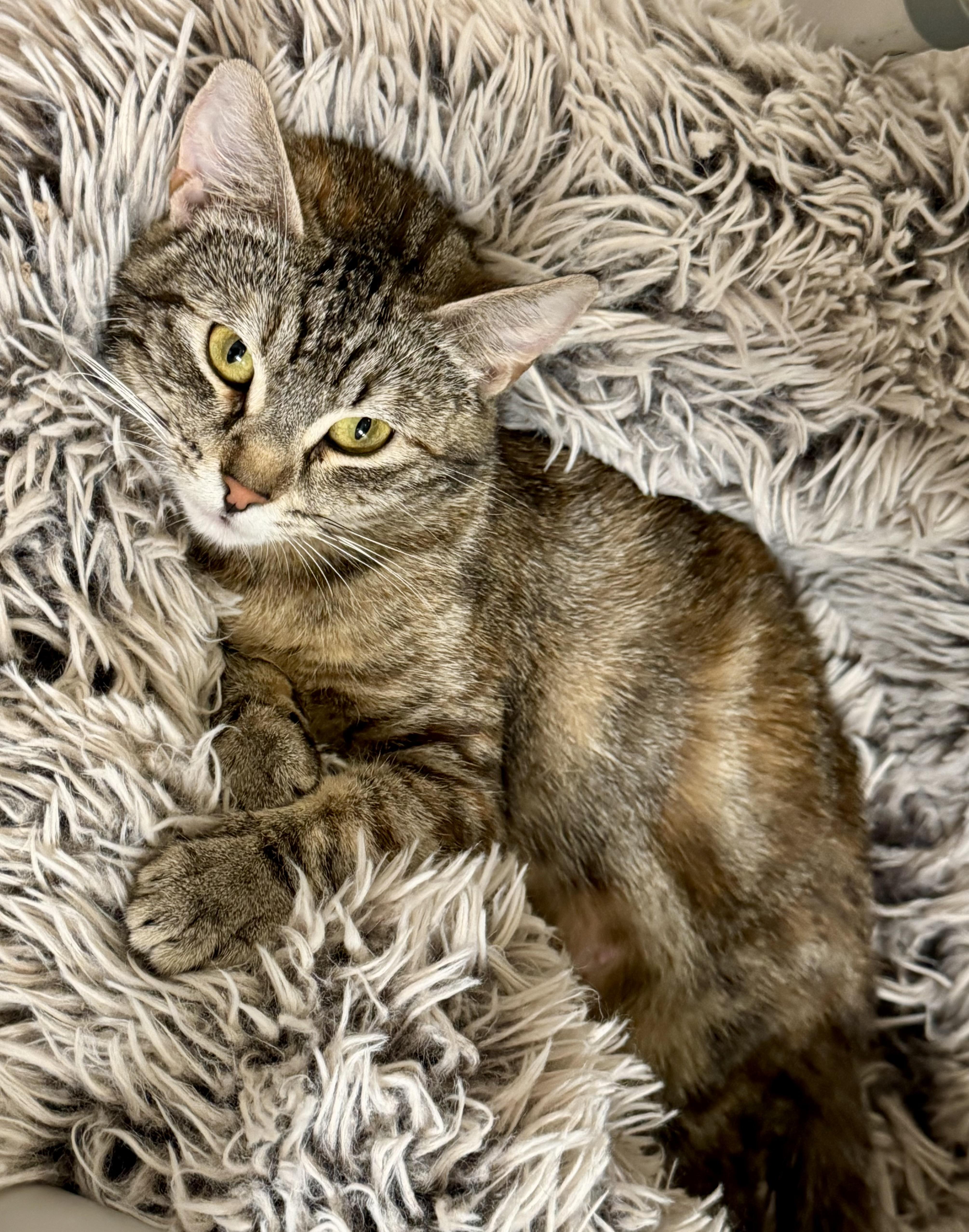 Chocolate Swirl (loving / cuddle bug/ enjoys belly rubs/ quiet / low-key)