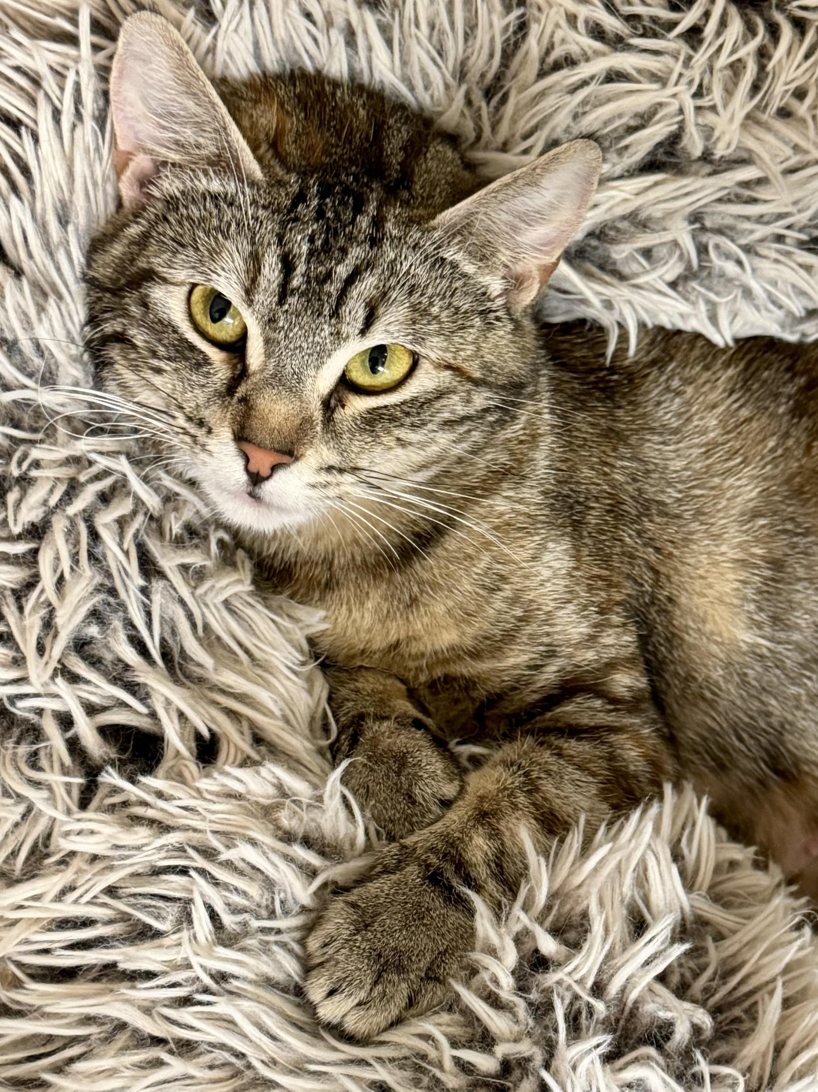 Chocolate Swirl (loving / cuddle bug/ enjoys belly rubs/ quiet / low-key), a Adoptable mixed breed in San Jose, CA image 2/3