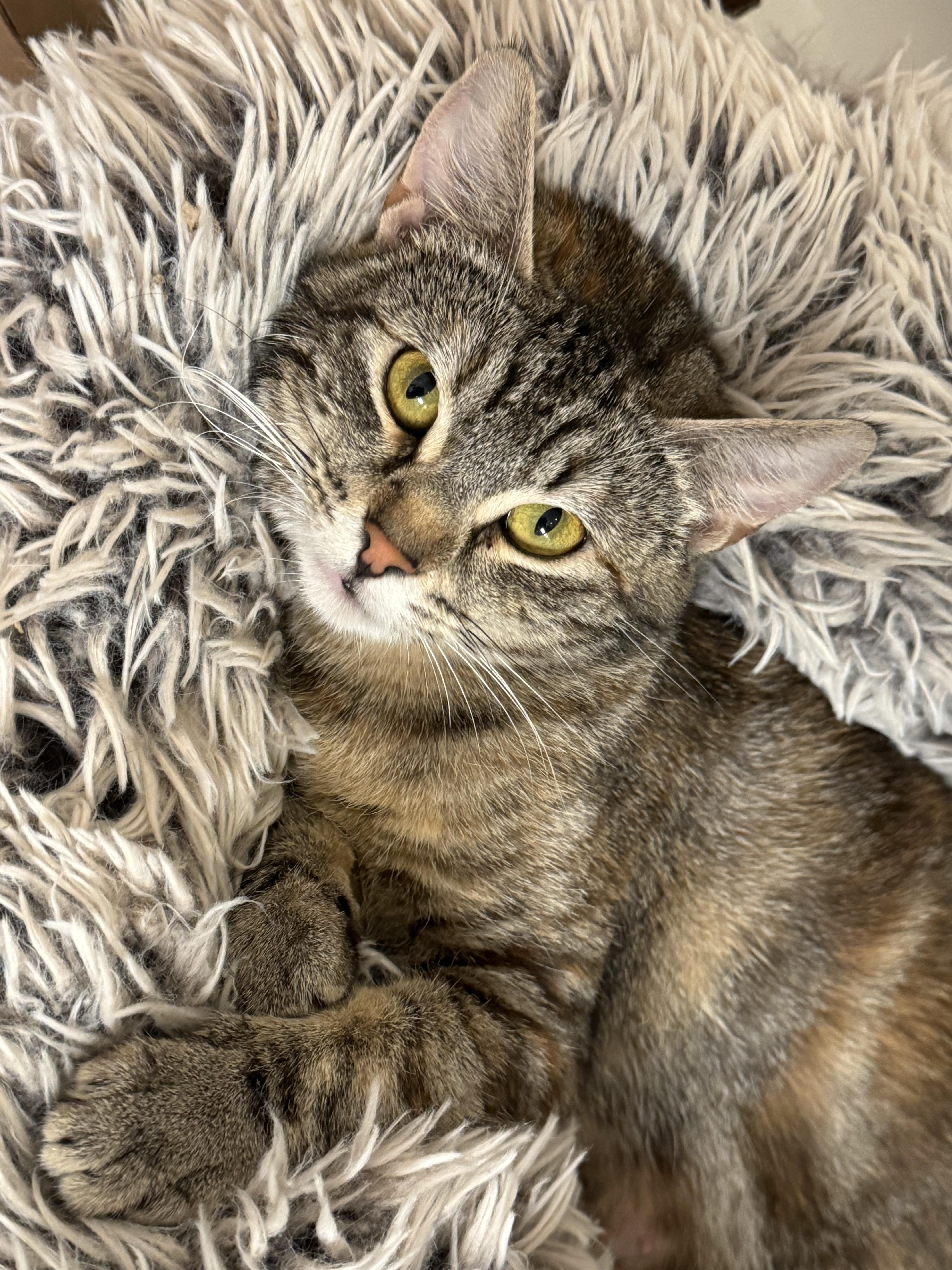 Chocolate Swirl (loving / cuddle bug/ enjoys belly rubs/ quiet / low-key)